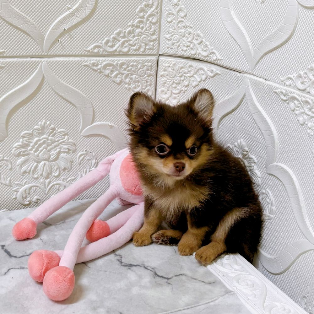 愛知県のポメチワ/チワポメ/ポメチー(ポメラニアン×チワワ) (犬の家＆猫の里岡崎店/2025年12月29日生まれ/女の子/チョコレートタン)の子犬の2枚目の画像