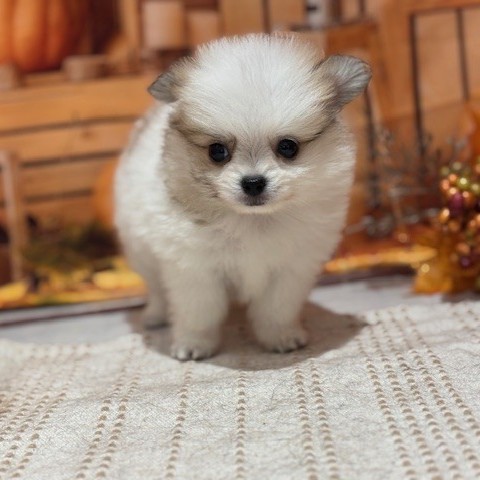 福岡県のポメチワ/チワポメ/ポメチー(ポメラニアン×チワワ) (犬の家＆猫の里トリアス久山店/2025年8月12日生まれ/男の子/パーティーカラー)の子犬の2枚目の画像