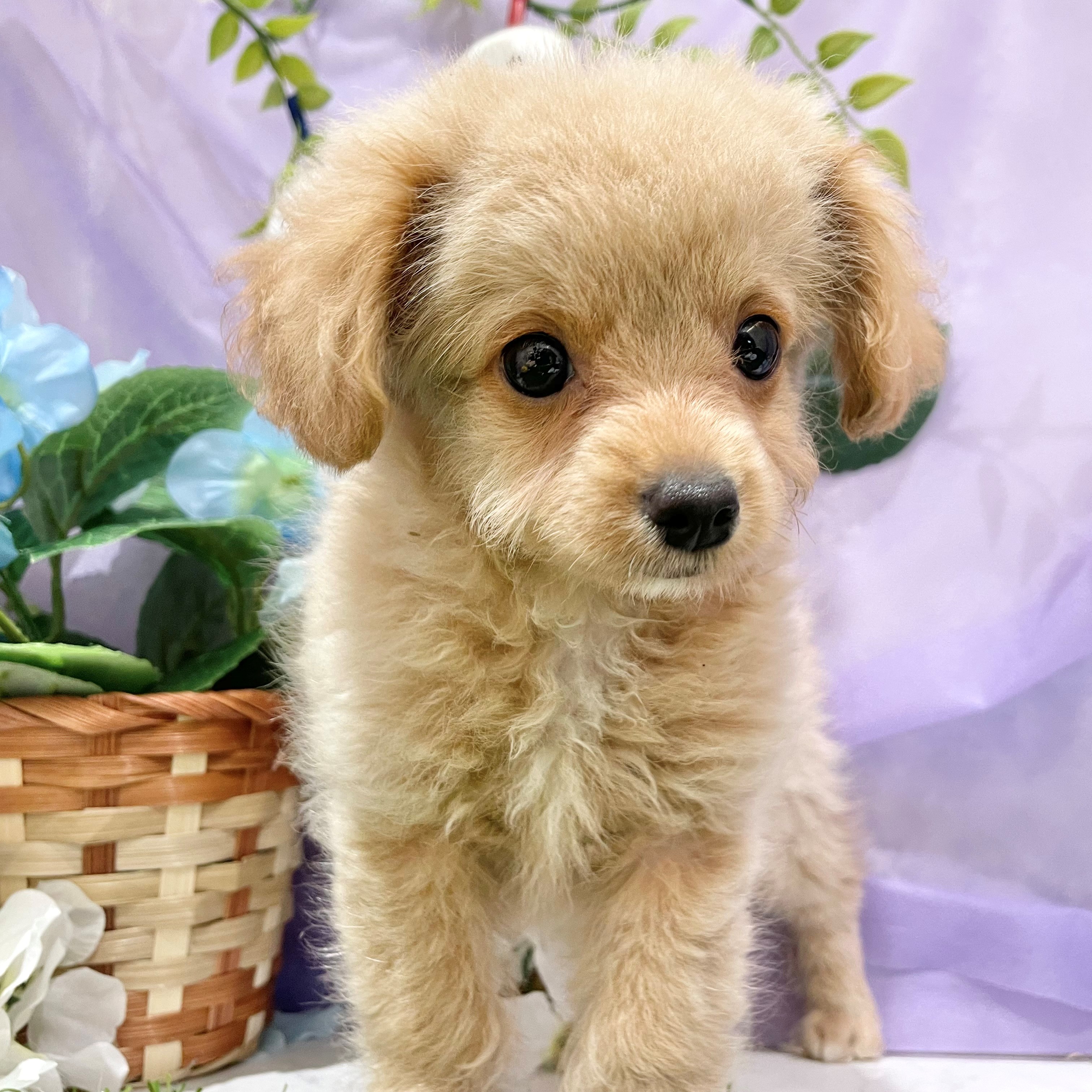 福岡県のチワプー/プーチー(チワワ×プードル) (犬の家＆猫の里くりえいと宗像店/2026年4月29日生まれ/男の子/クリームホワイト)の子犬の2枚目の画像