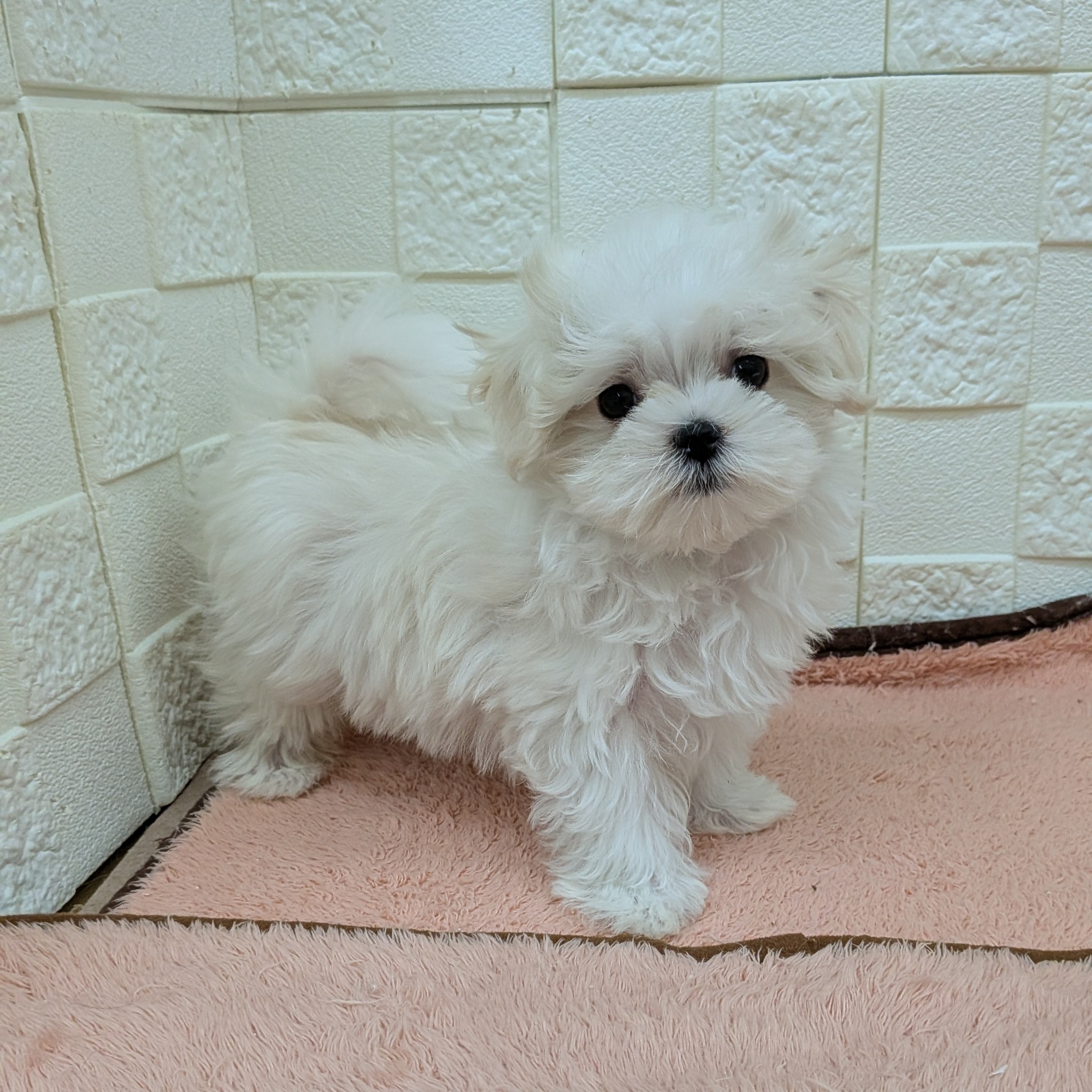 愛知県のマルチーズ (犬の家＆猫の里碧南店/2025年10月4日生まれ/女の子/ホワイト)の子犬の2枚目の画像