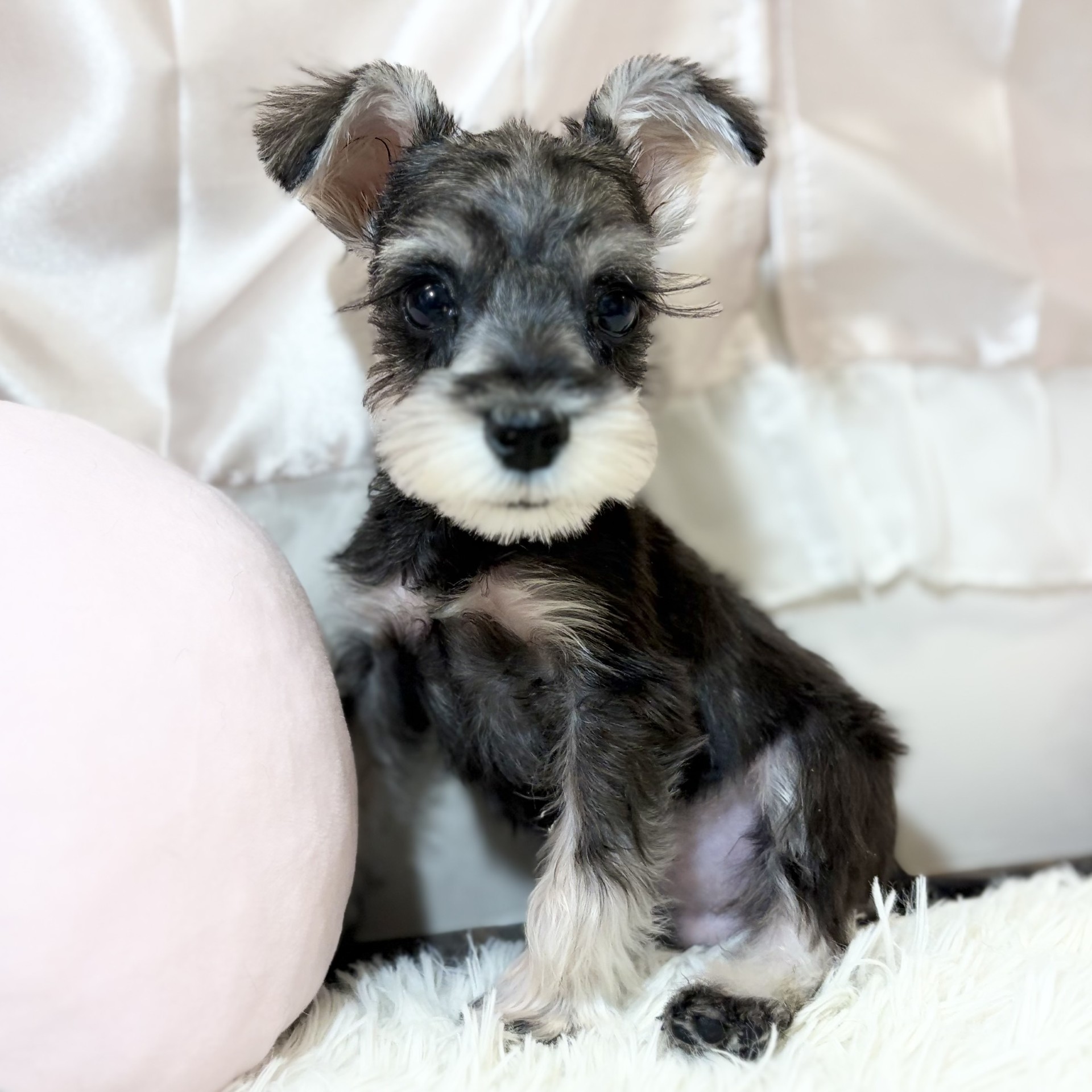 兵庫県のミニチュアシュナウザー (犬の家＆猫の里カナート西神戸店/2026年5月30日生まれ/男の子/ソルトペッパー)の子犬の2枚目の画像