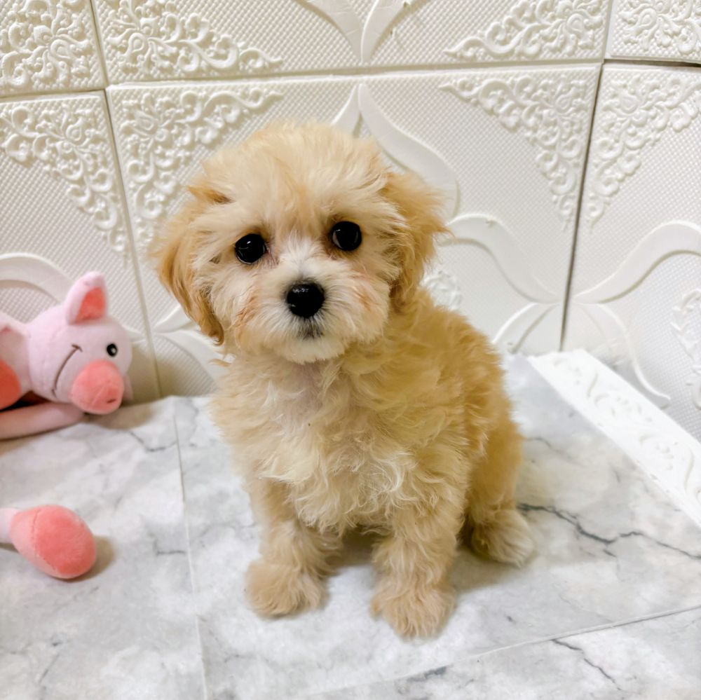 愛知県のマルプー(マルチーズ×プードル) (犬の家＆猫の里岡崎店/2026年1月2日生まれ/女の子/アプリコット)の子犬の2枚目の画像