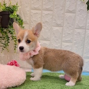 岡山県のウェルシュコーギーペンブローク (犬の家＆猫の里倉敷店/2026年5月26日生まれ/女の子/レッドホワイト)の子犬の2枚目の画像