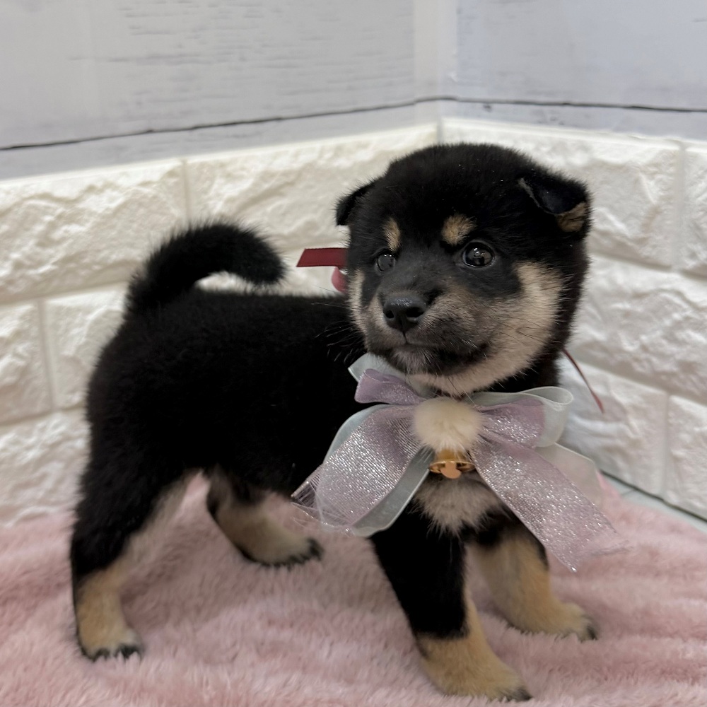 静岡県の柴犬(標準サイズ) (犬の家＆猫の里アミーゴ浜松和田店/2026年6月30日生まれ/女の子/黒)の子犬の2枚目の画像