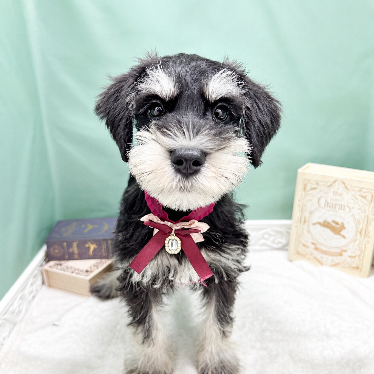 石川県のミニチュアシュナウザー (犬の家＆猫の里アミーゴ金沢有松店/2026年6月8日生まれ/男の子/ブラックシルバー)の子犬の2枚目の画像