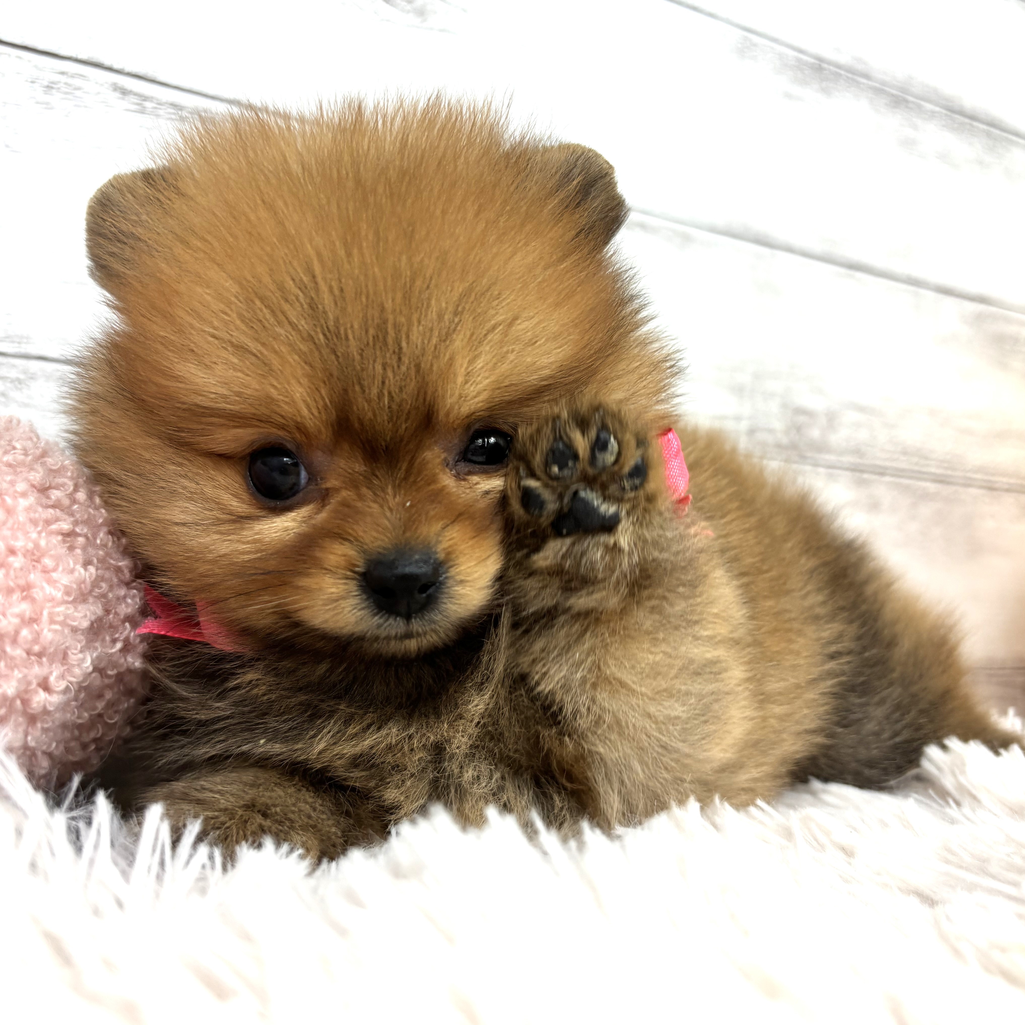 兵庫県のポメラニアン (犬の家＆猫の里川西店/2026年1月3日生まれ/女の子/オレンジ)の子犬の2枚目の画像