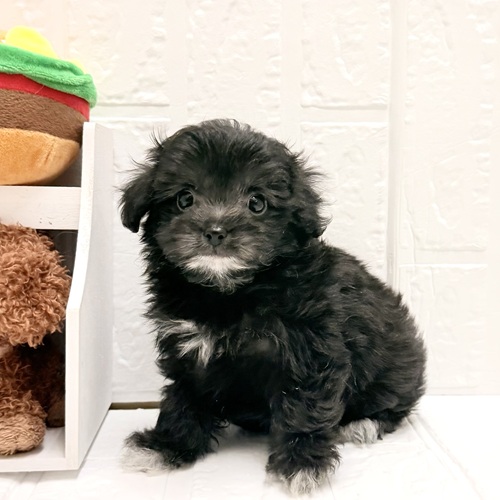 愛知県のハーフ犬・ミックス犬 (犬の家＆猫の里豊川インター店/2026年6月12日生まれ/女の子/ブラックホワイト)の子犬の2枚目の画像