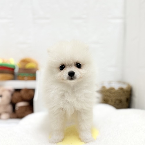 愛知県のポメラニアン (犬の家＆猫の里豊川インター店/2026年6月20日生まれ/女の子/クリーム)の子犬の1枚目の画像