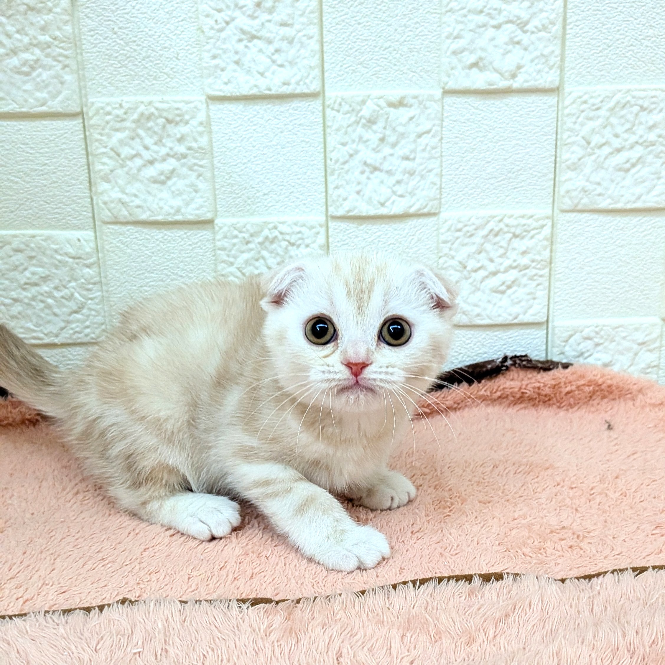 愛知県のスコティッシュフォールド (犬の家＆猫の里碧南店/2025年10月18日生まれ/男の子/レッドタビー)の子猫の2枚目の画像