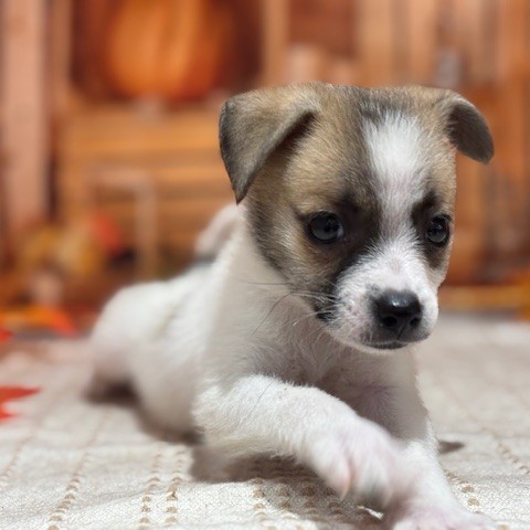福岡県のハーフ犬・ミックス犬 (犬の家＆猫の里トリアス久山店/2025年8月8日生まれ/男の子/パーティーカラー)の子犬の2枚目の画像