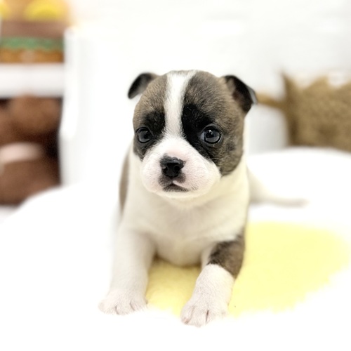 2026年6月22日生まれのハーフ犬・ミックス犬