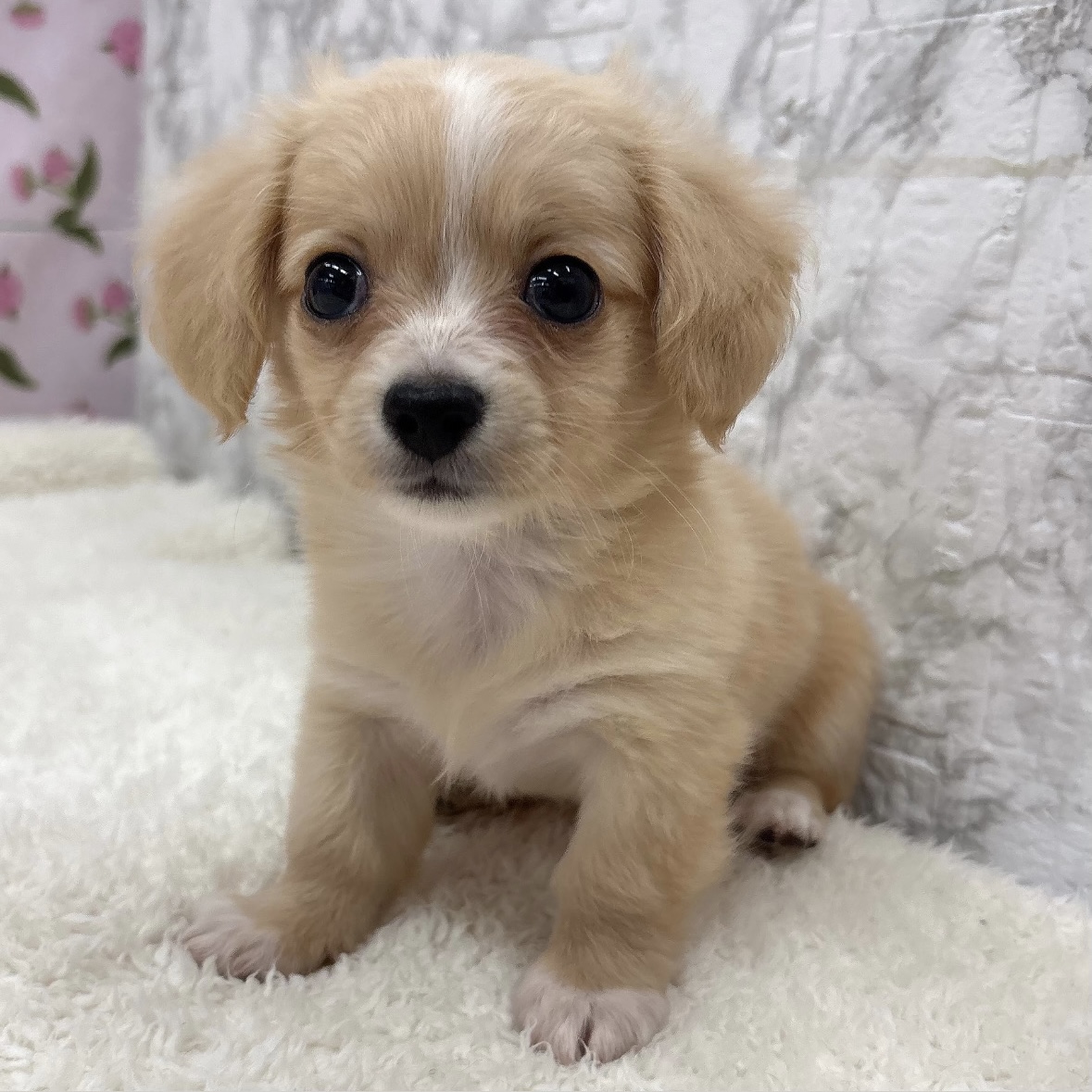 ハーフ犬女の子の写真