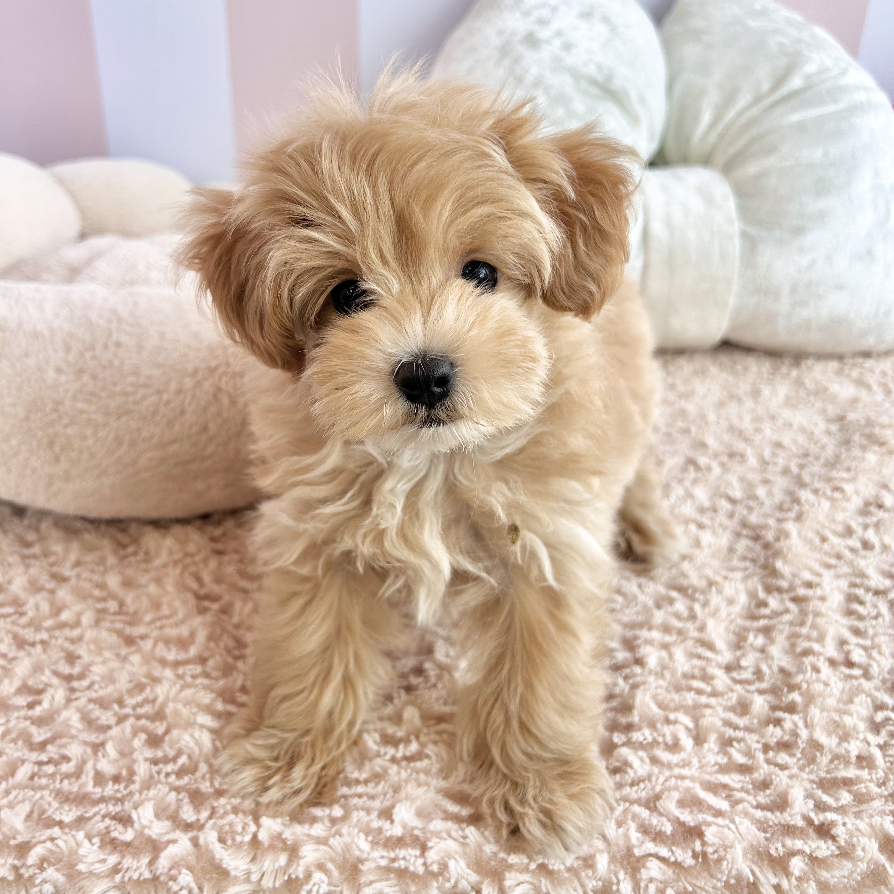 岡山県のマルプー(マルチーズ×プードル) (犬の家＆猫の里倉敷中庄店/2025年9月7日生まれ/男の子/アプリコット)の子犬の2枚目の画像