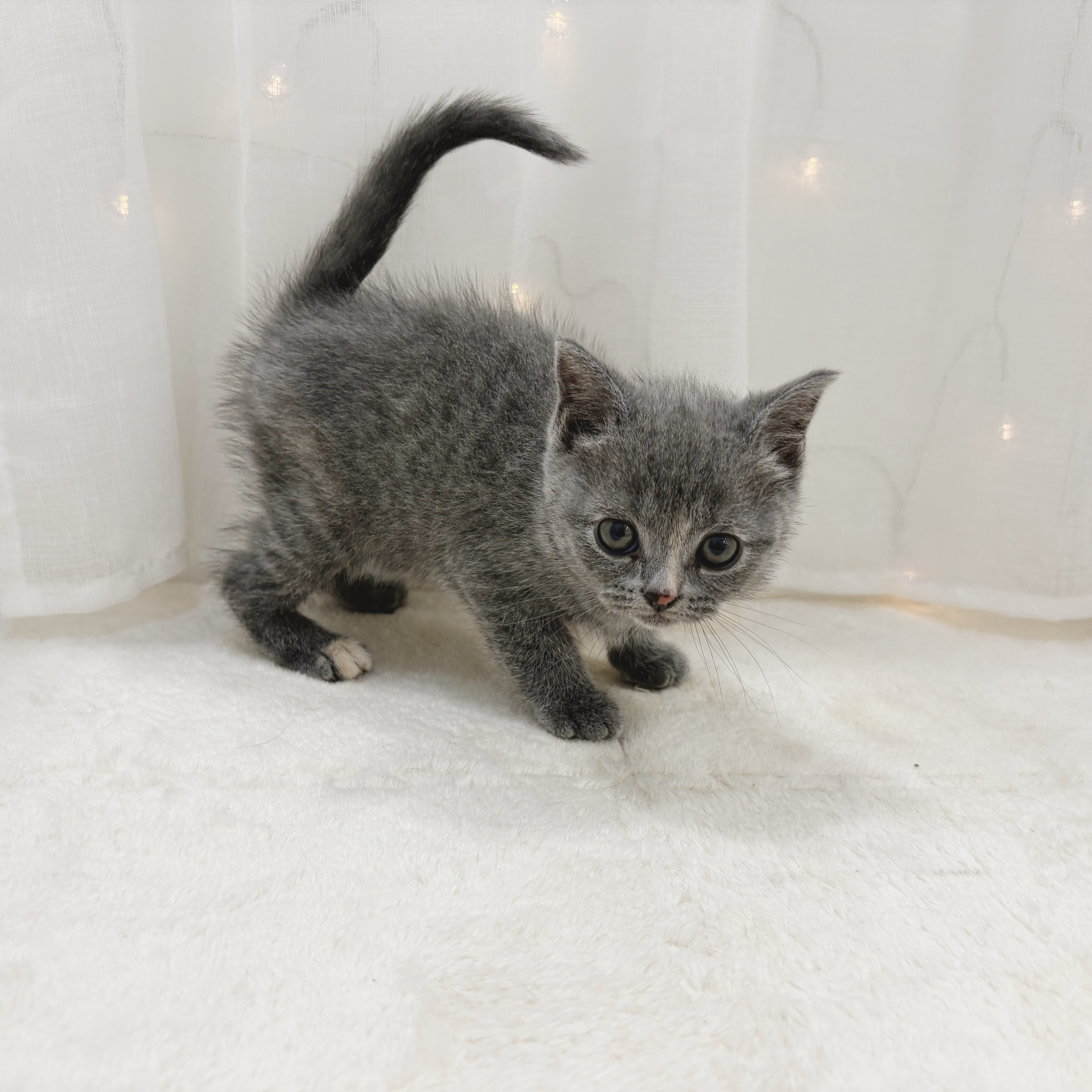 千葉県のブリティッシュショートヘアー (犬の家＆猫の里BIGHOPガーデンモール印西店/2025年11月2日生まれ/女の子/ブルークリーム)の子猫の2枚目の画像