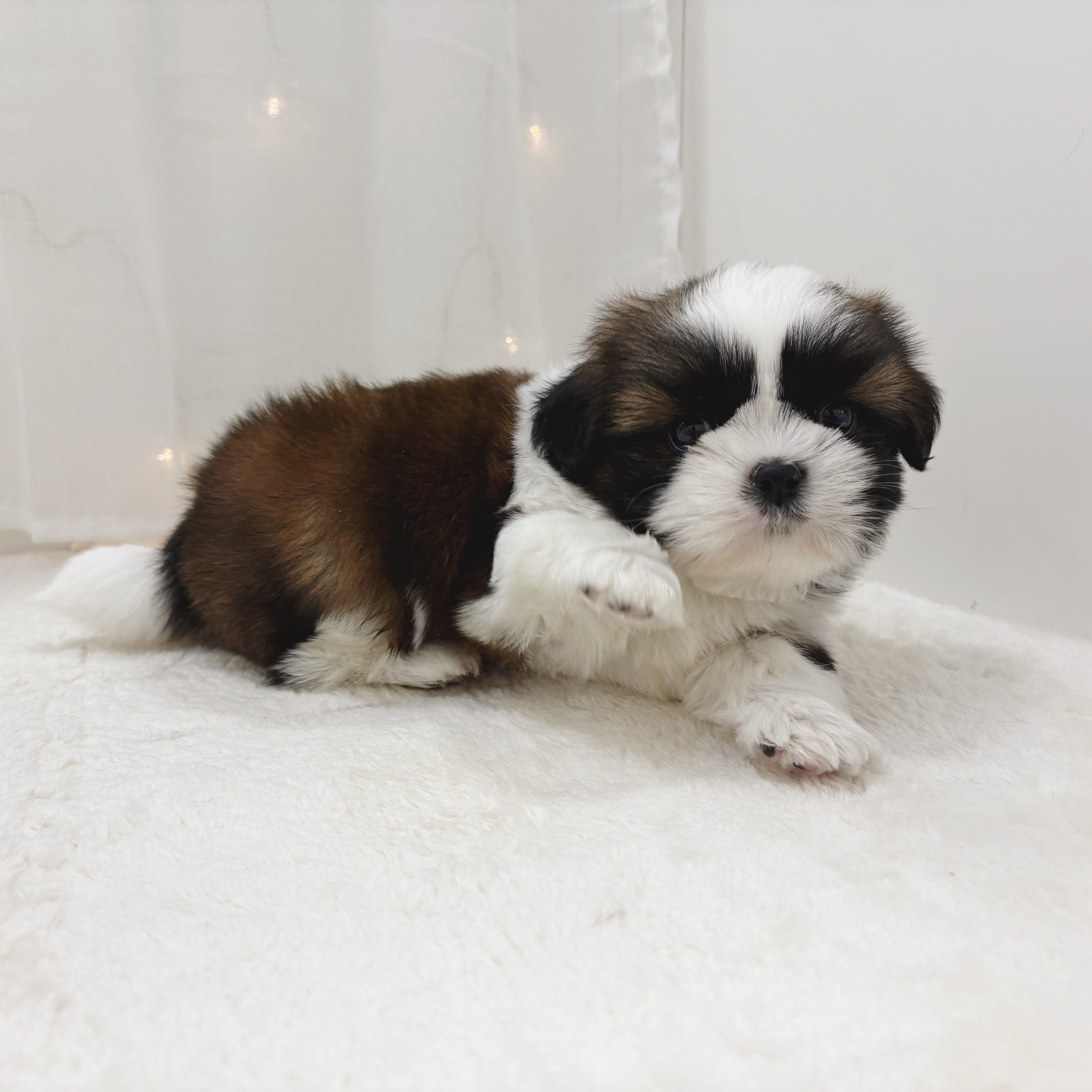 千葉県のシーズー (犬の家＆猫の里BIGHOPガーデンモール印西店/2025年11月3日生まれ/男の子/ホワイトゴールド)の子犬の2枚目の画像