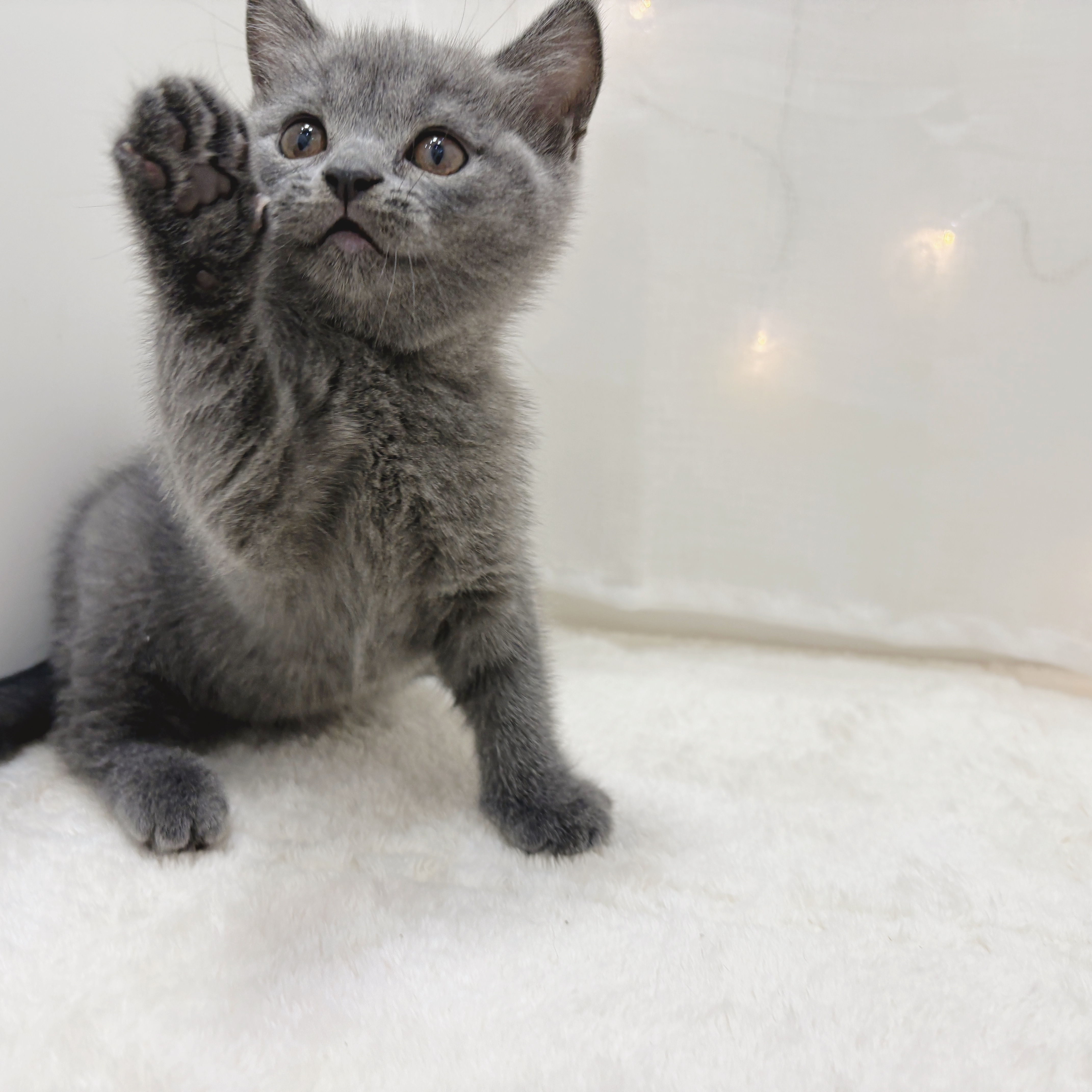 千葉県のブリティッシュショートヘアー (犬の家＆猫の里BIGHOPガーデンモール印西店/2025年8月26日生まれ/女の子/ブルー)の子猫の2枚目の画像