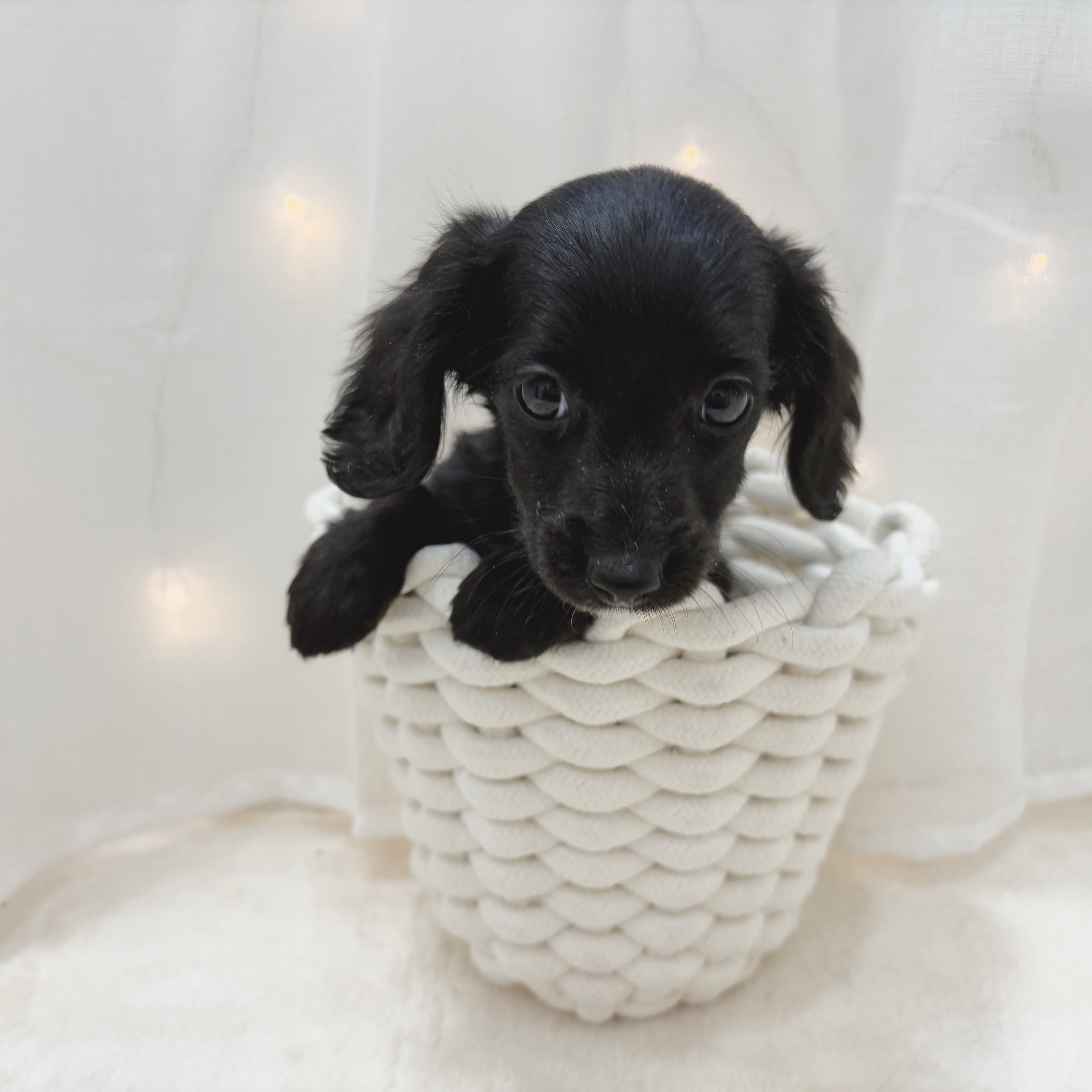 千葉県のミニチュアダックスフンド(ロング) (犬の家＆猫の里BIGHOPガーデンモール印西店/2025年6月8日生まれ/女の子/ブラックソリッド)の子犬の2枚目の画像