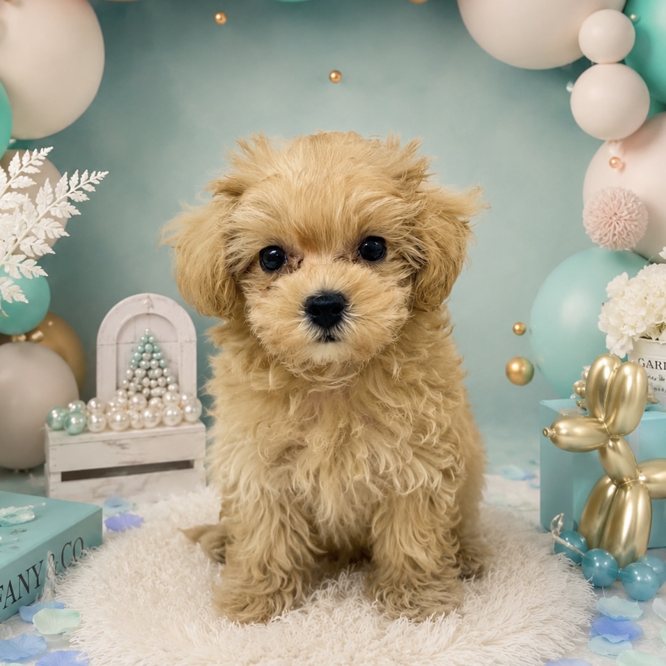 石川県のマルプー(マルチーズ×プードル) (犬の家＆猫の里アミーゴ金沢有松店/2026年3月18日生まれ/男の子/アプリコット)の子犬の1枚目の画像
