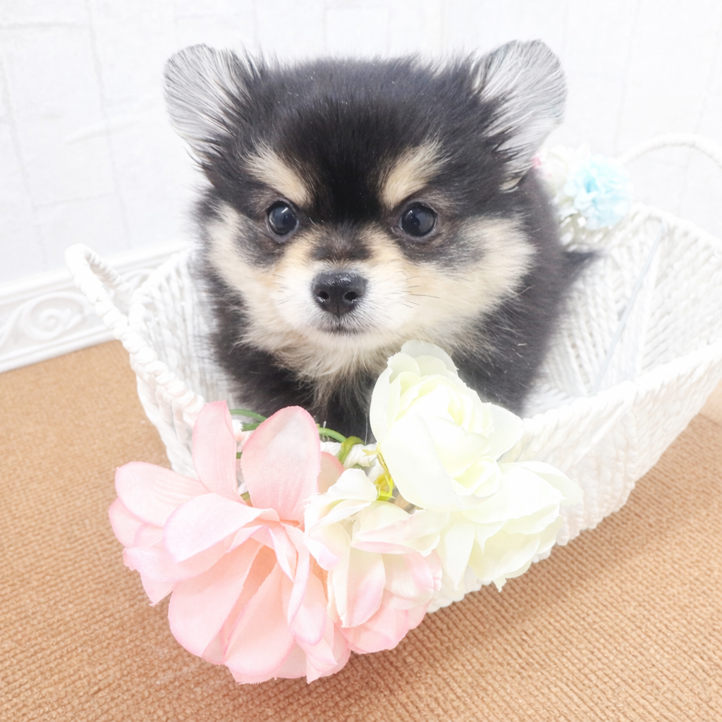 石川県のポメチワ/チワポメ/ポメチー(ポメラニアン×チワワ) (犬の家＆猫の里アミーゴ金沢有松店/2025年12月5日生まれ/男の子/ブラッククリーム)の子犬の2枚目の画像