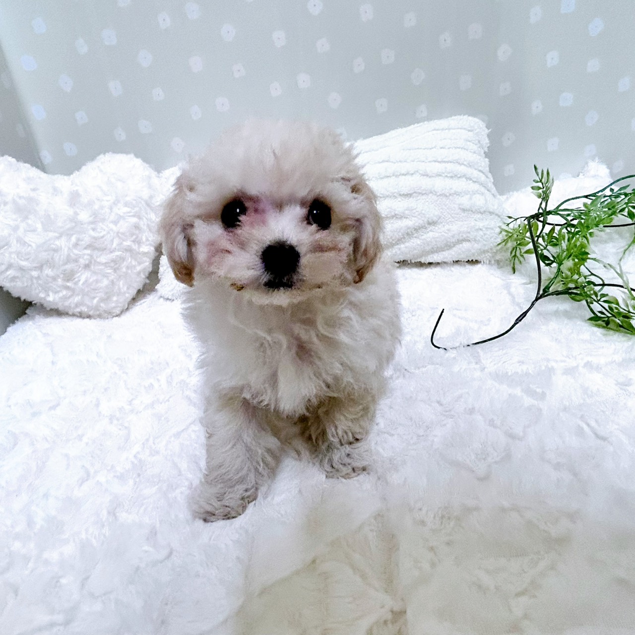 愛知県のマルプー(マルチーズ×プードル) (犬の家＆猫の里安城店/2026年2月17日生まれ/男の子/クリーム)の子犬の2枚目の画像