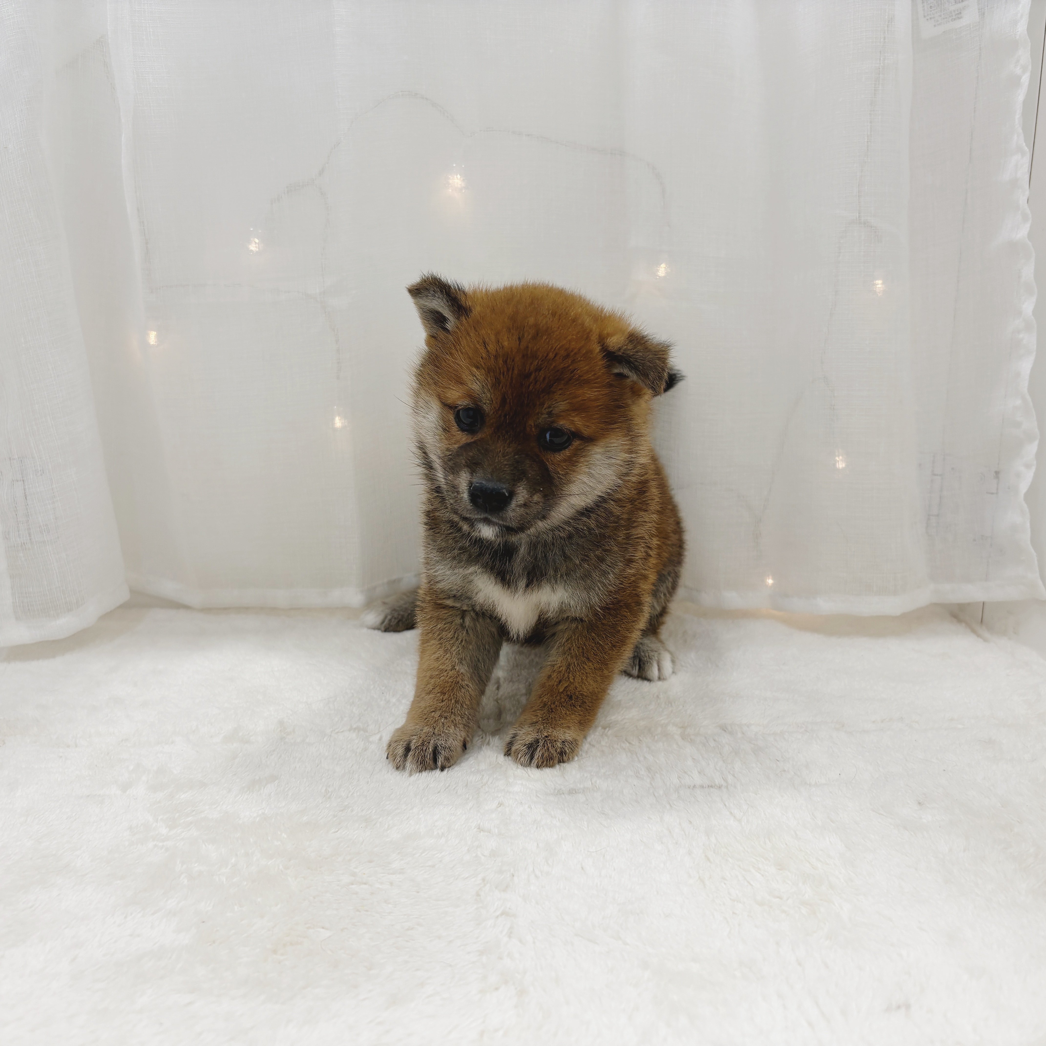 千葉県の柴犬(標準サイズ) (犬の家＆猫の里BIGHOPガーデンモール印西店/2025年11月1日生まれ/女の子/赤)の子犬の2枚目の画像