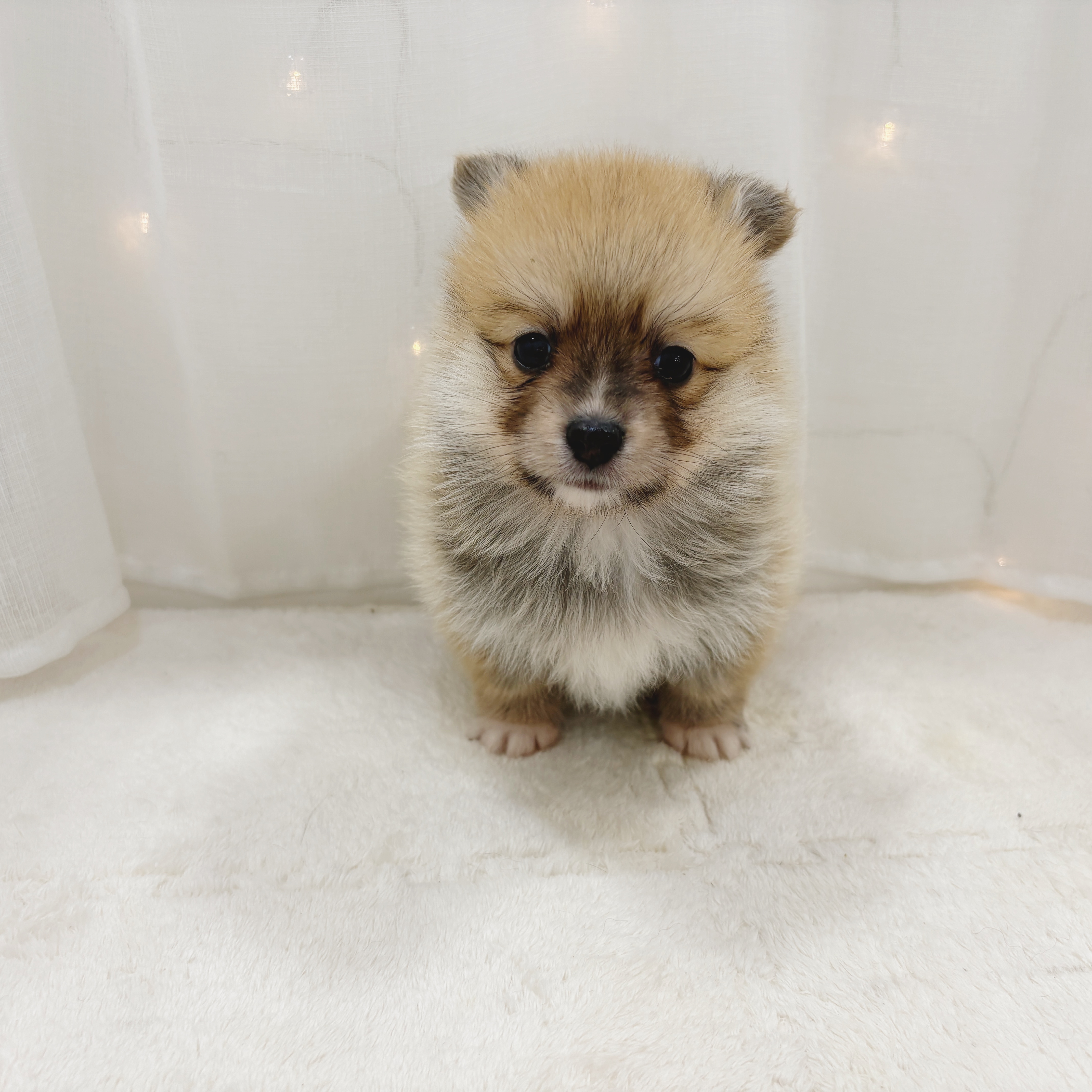 千葉県のポメコーギー(ポメラニアン×コーギー) (犬の家＆猫の里BIGHOPガーデンモール印西店/2025年11月2日生まれ/男の子/レッドホワイト)の子犬の1枚目の画像