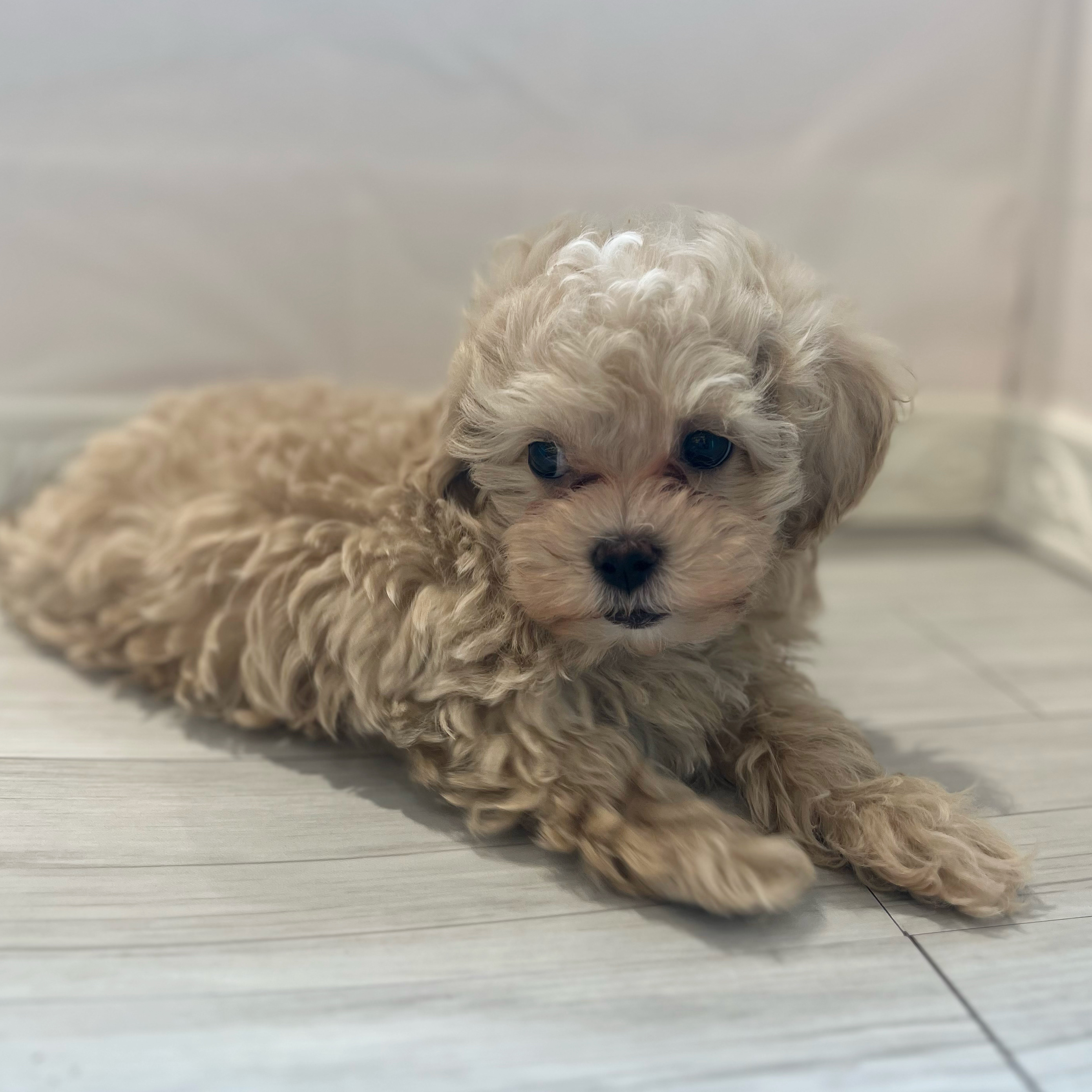 ハーフ犬男の子の写真