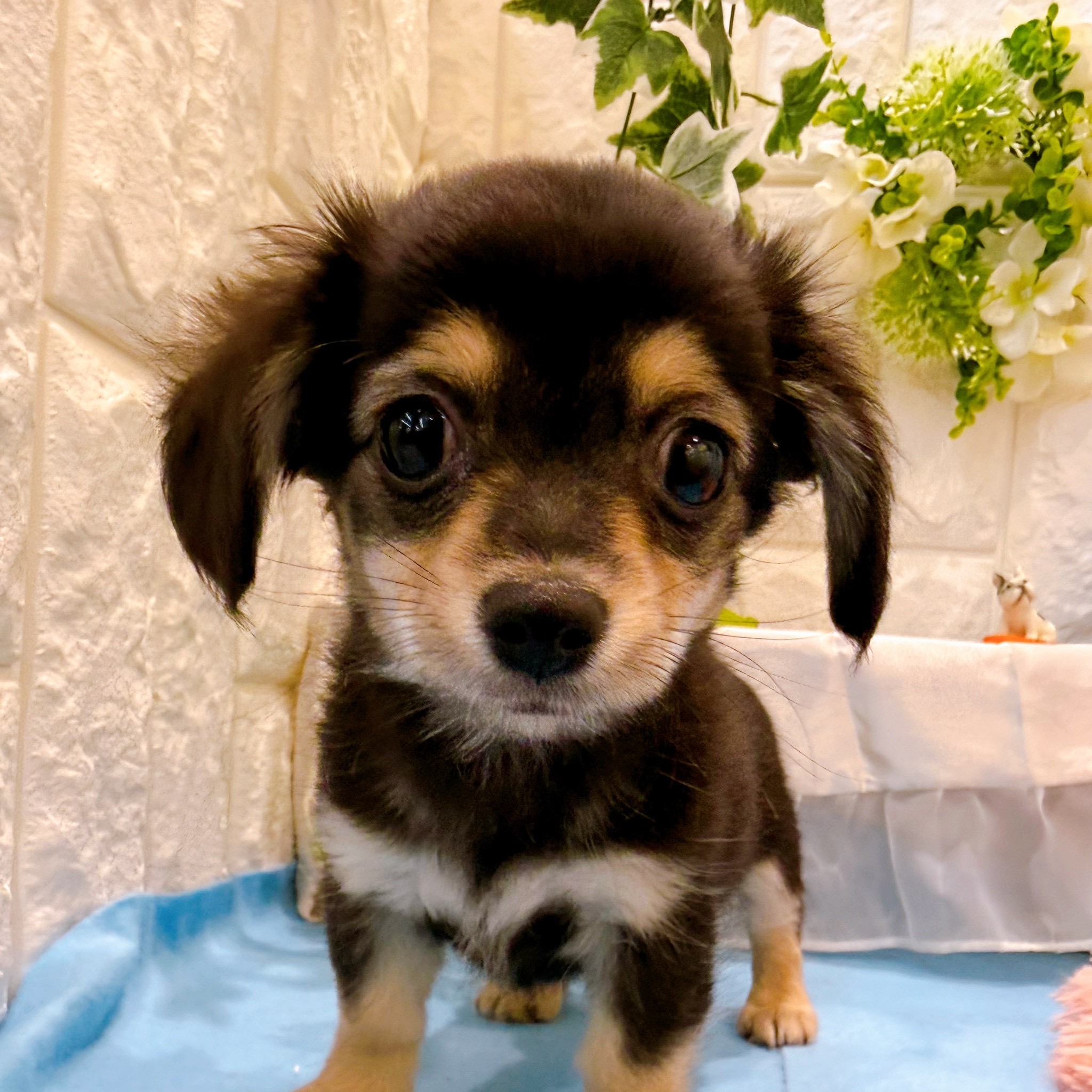 岡山県のチワックス(チワワ×ダックス) (犬の家＆猫の里倉敷店/2026年3月2日生まれ/男の子/ブラッククリーム)の子犬の1枚目の画像