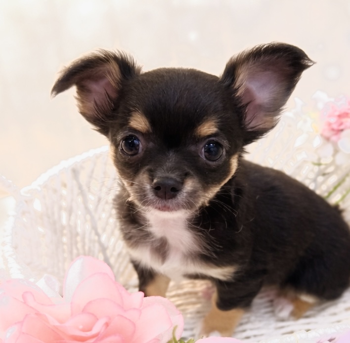 石川県のチワワ(ロング) (犬の家＆猫の里アミーゴ金沢有松店/2025年10月28日生まれ/女の子/ブラックタン)の子犬の1枚目の画像