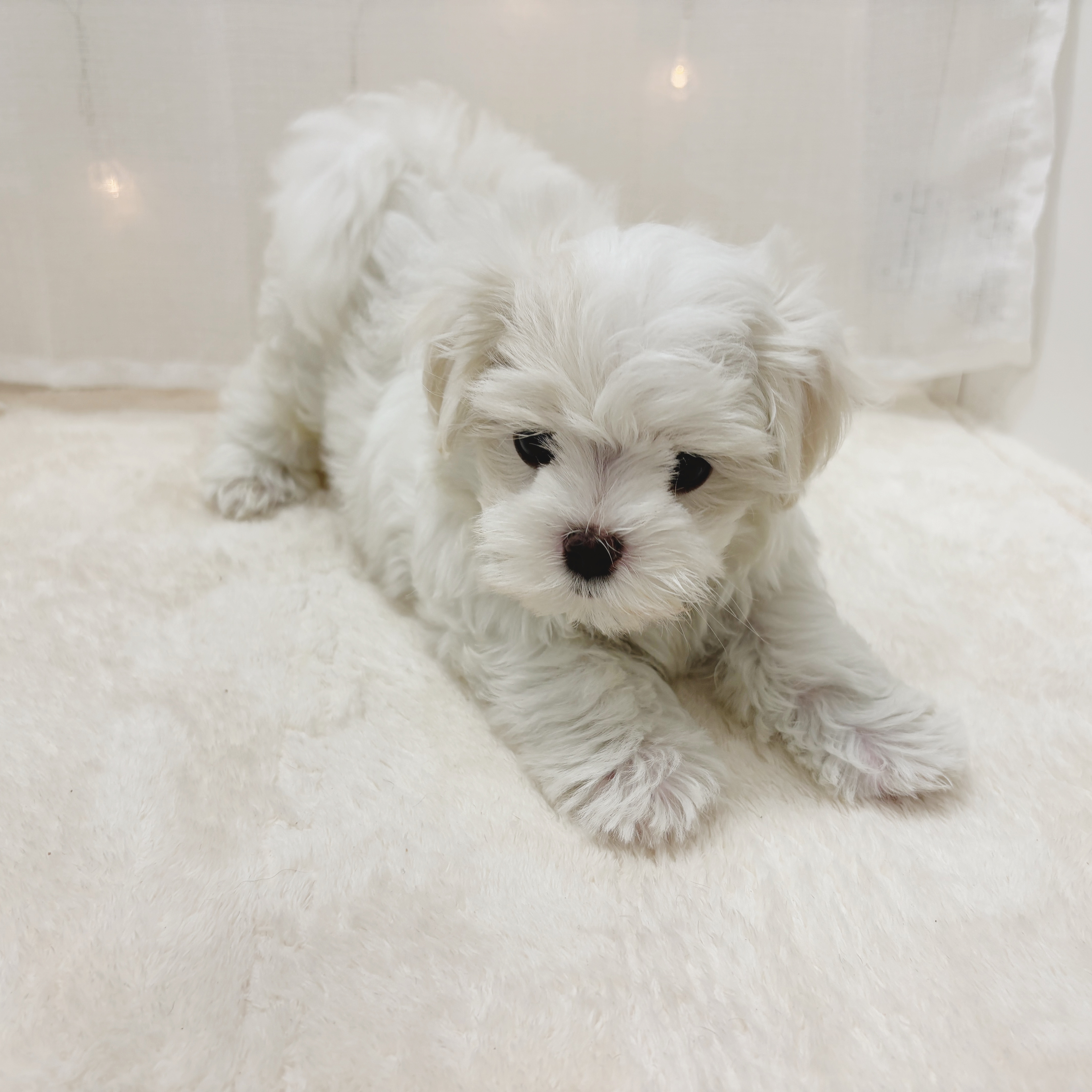 千葉県のマルチーズ (犬の家＆猫の里BIGHOPガーデンモール印西店/2025年6月10日生まれ/女の子/ホワイト)の子犬