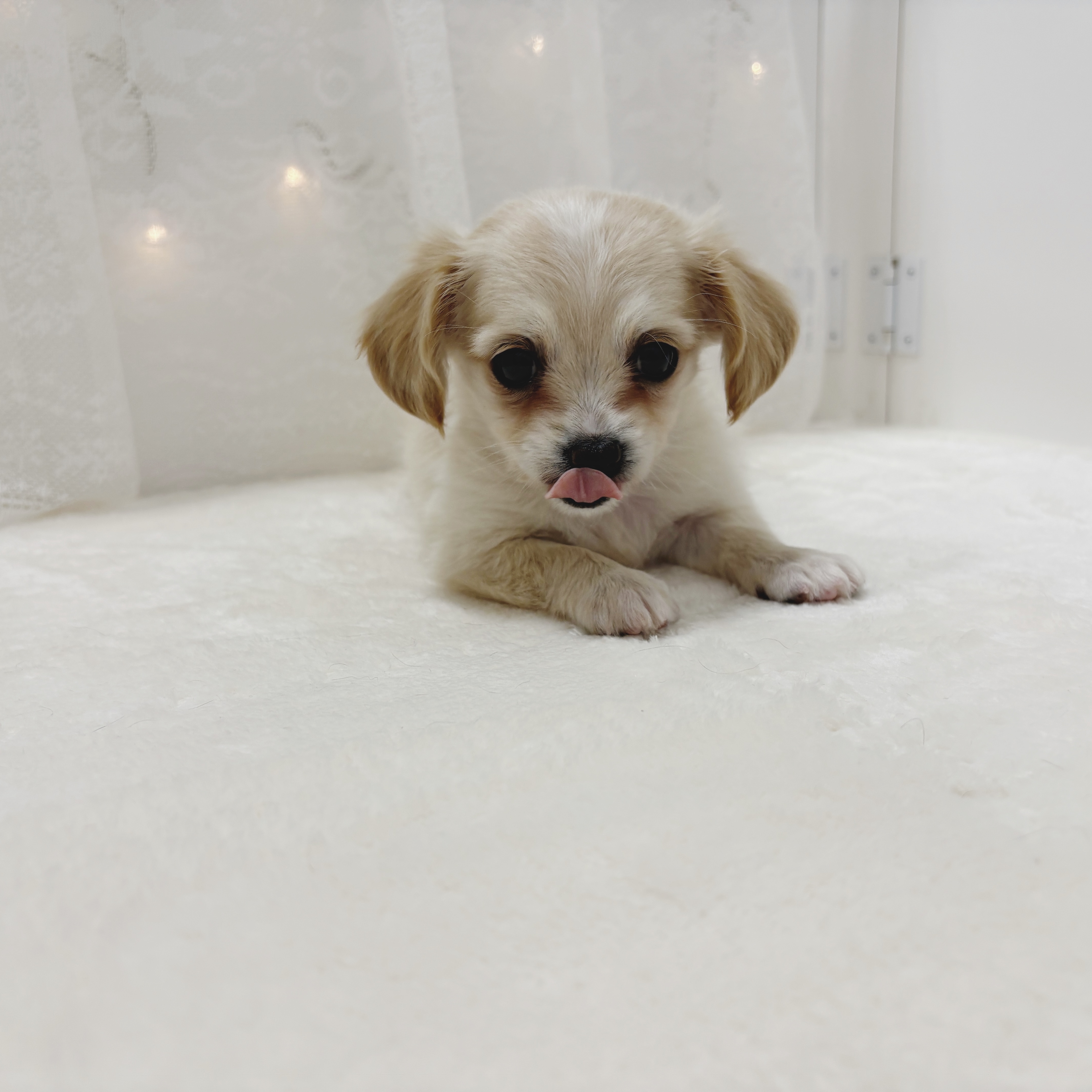 千葉県のチワックス(チワワ×ダックス) (犬の家＆猫の里BIGHOPガーデンモール印西店/2025年12月26日生まれ/女の子/クリーム)の子犬の2枚目の画像