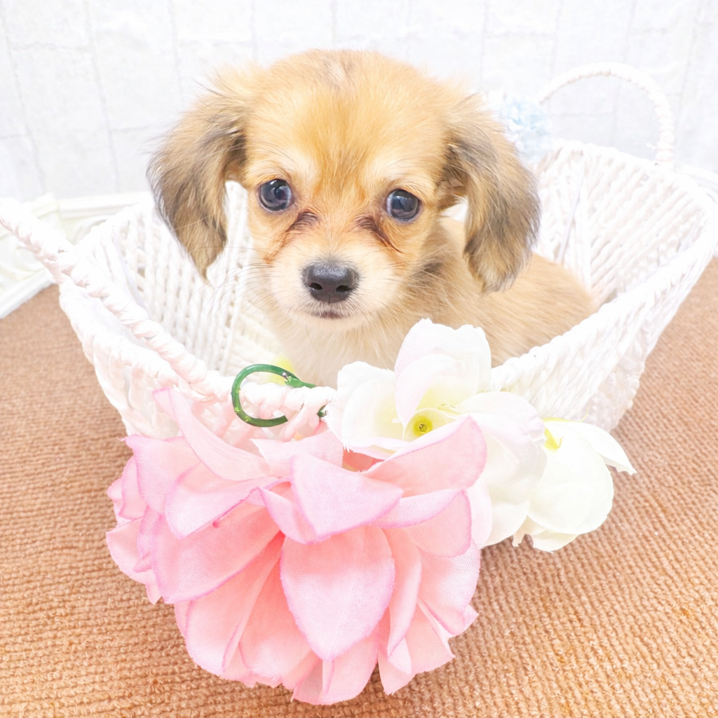 石川県のチワックス(チワワ×ダックス) (犬の家＆猫の里アミーゴ金沢有松店/2025年12月9日生まれ/男の子/シェーデットクリーム)の子犬の2枚目の画像