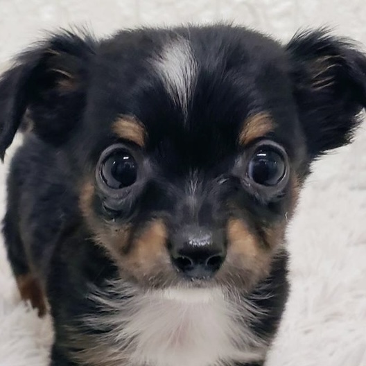 岡山県のチワックス(チワワ×ダックス) (犬の家＆猫の里倉敷中庄店/2025年10月11日生まれ/男の子/ブラックタンホワイト)の子犬の1枚目の画像