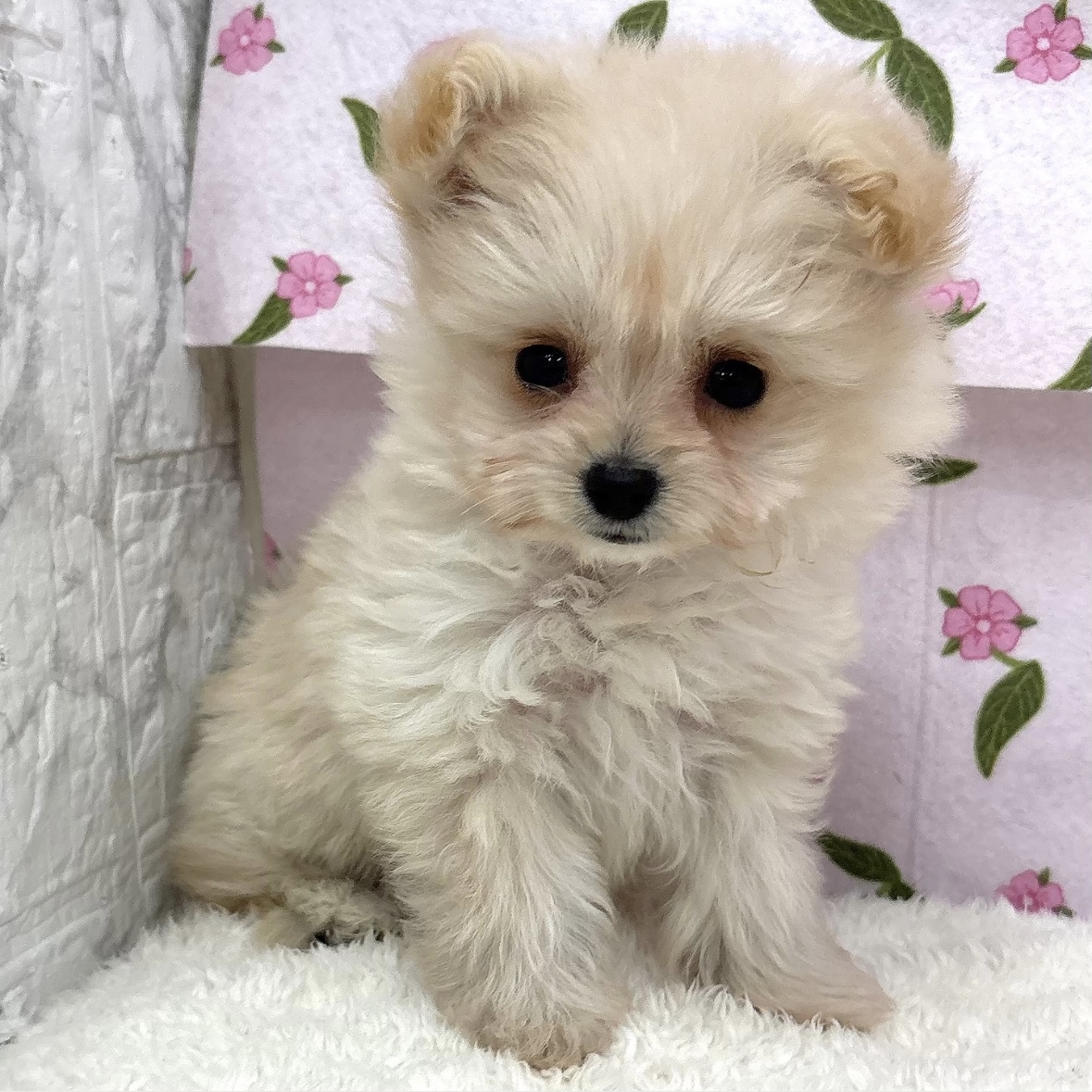 愛知県のポメプー(ポメラニアン×プードル) (犬の家＆猫の里エアポートウォーク店/2026年8月4日生まれ/男の子/クリーム)の子犬の1枚目の画像