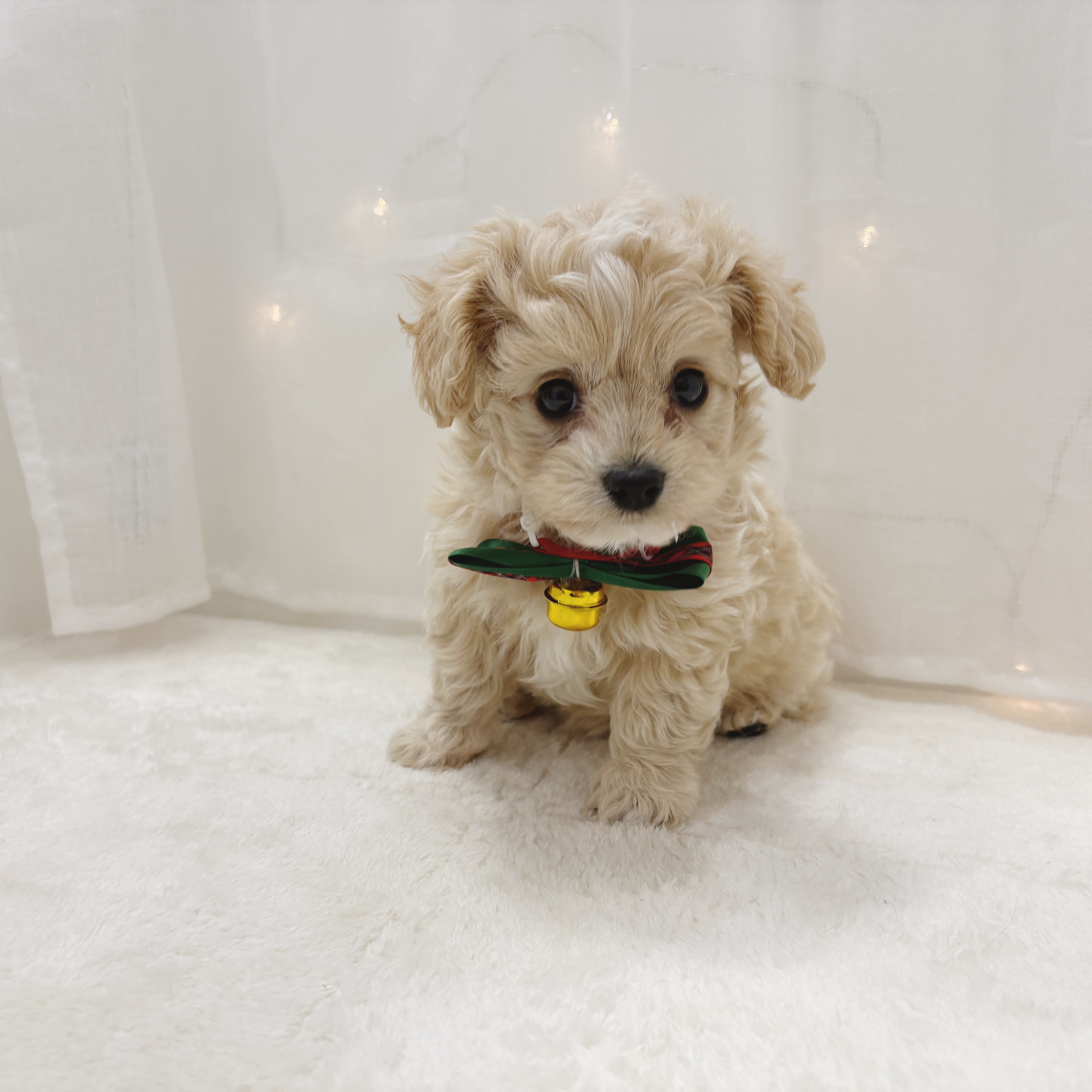 千葉県のマルプー(マルチーズ×プードル) (犬の家＆猫の里BIGHOPガーデンモール印西店/2025年10月27日生まれ/女の子/アプリコット)の子犬の1枚目の画像