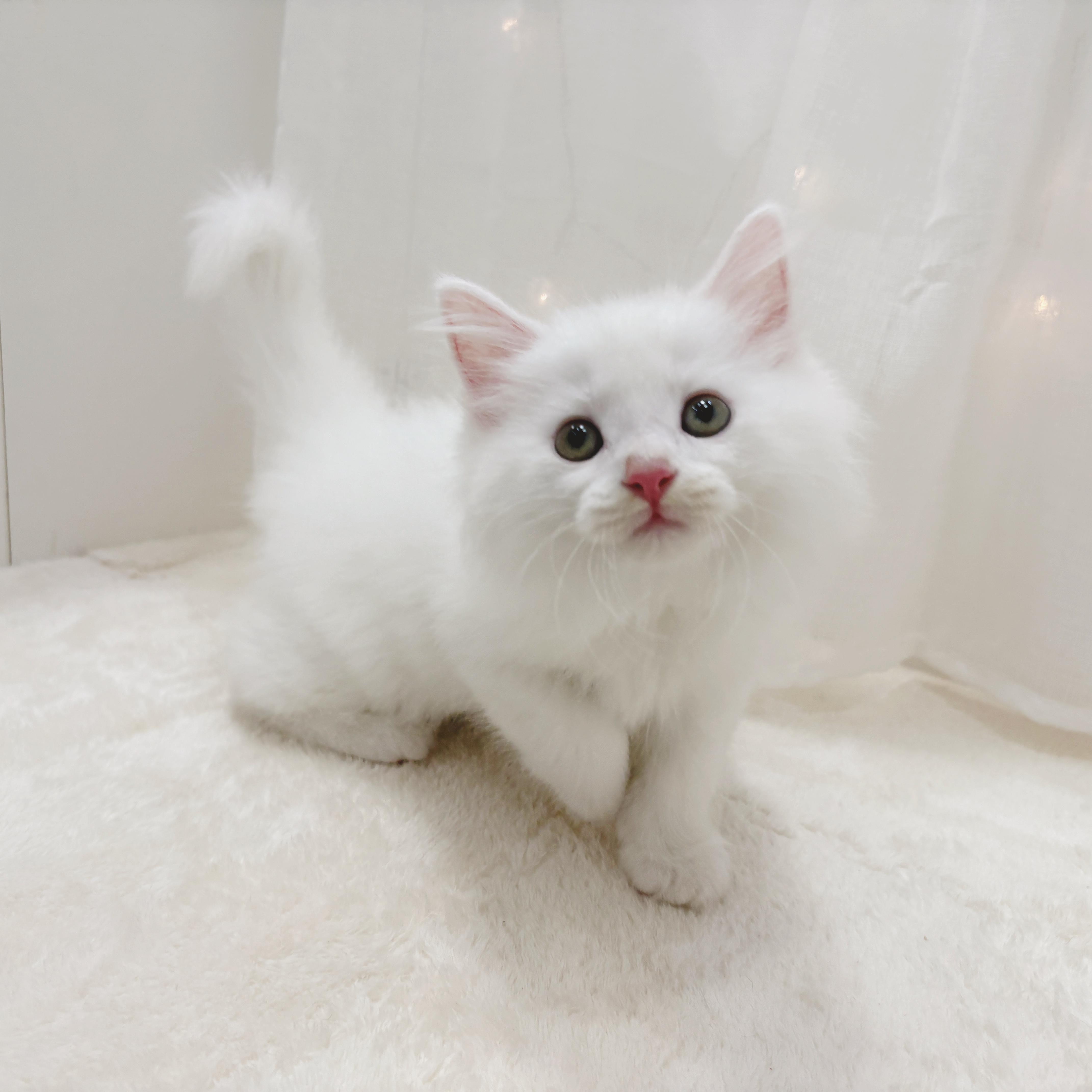 千葉県のマンチカン (犬の家＆猫の里BIGHOPガーデンモール印西店/2025年7月1日生まれ/男の子/ホワイト)の子猫の2枚目の画像