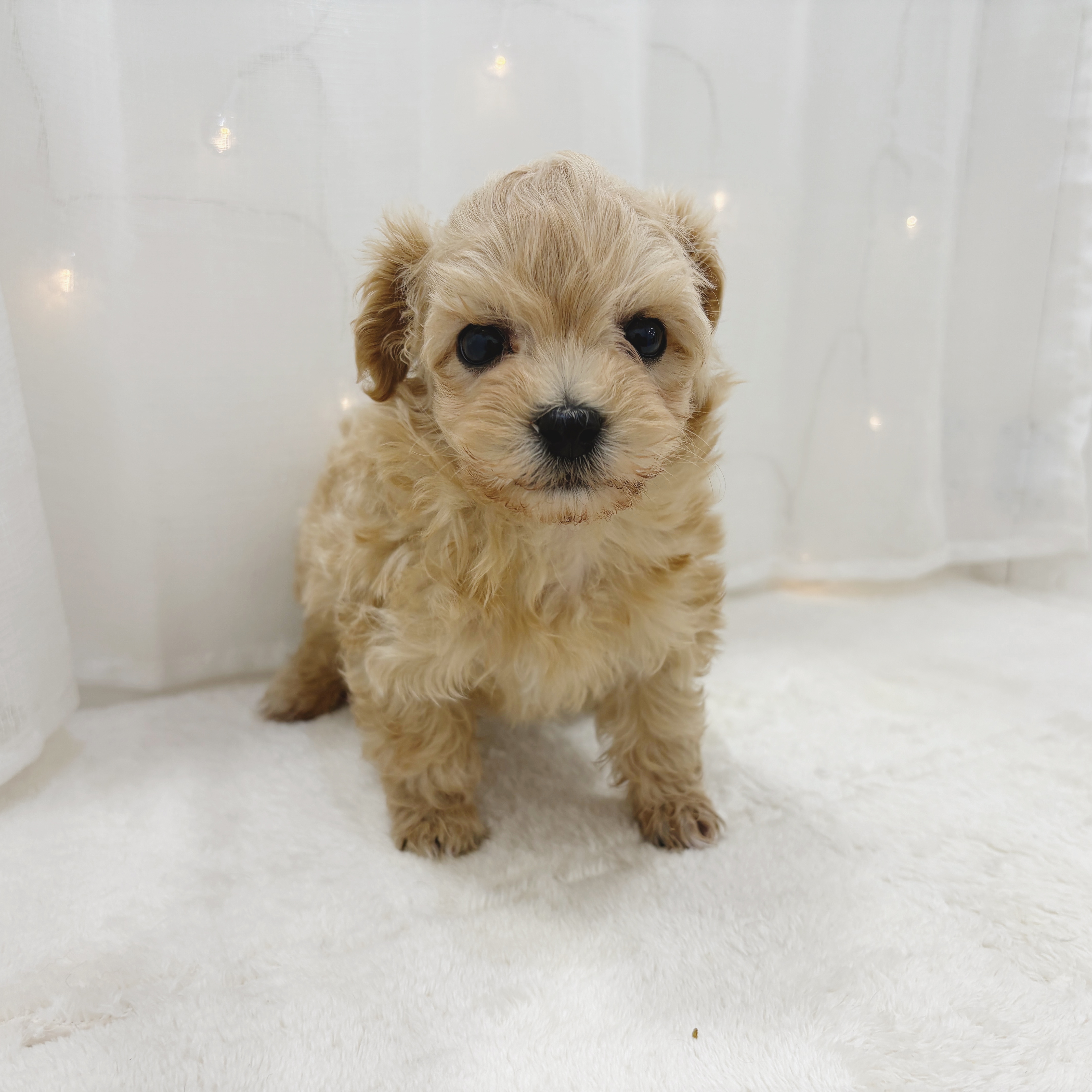 千葉県のマルプー(マルチーズ×プードル) (犬の家＆猫の里BIGHOPガーデンモール印西店/2025年11月2日生まれ/男の子/アプリコット)の子犬の1枚目の画像