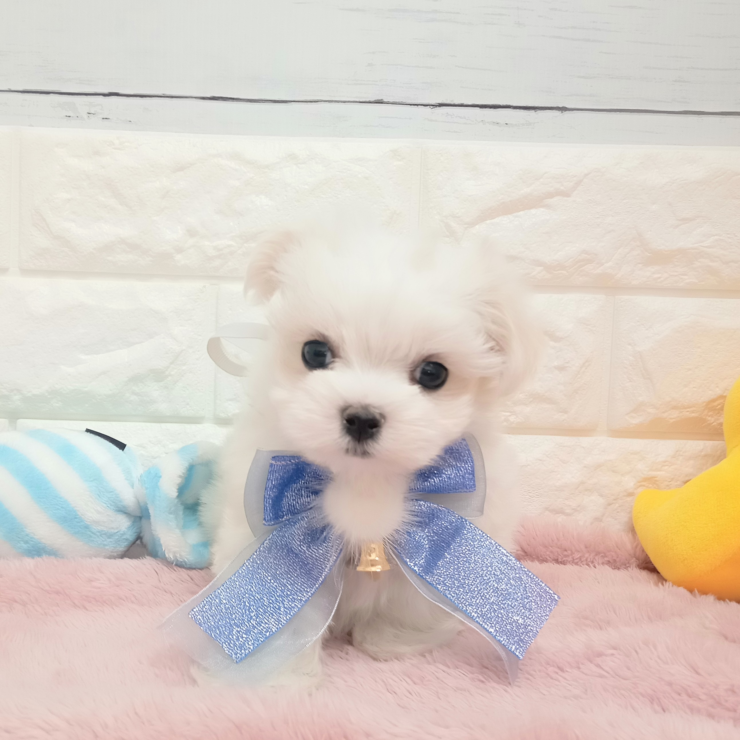 静岡県のマルチーズ (犬の家＆猫の里アミーゴ浜松和田店/2026年2月4日生まれ/男の子/ホワイト)の子犬の2枚目の画像