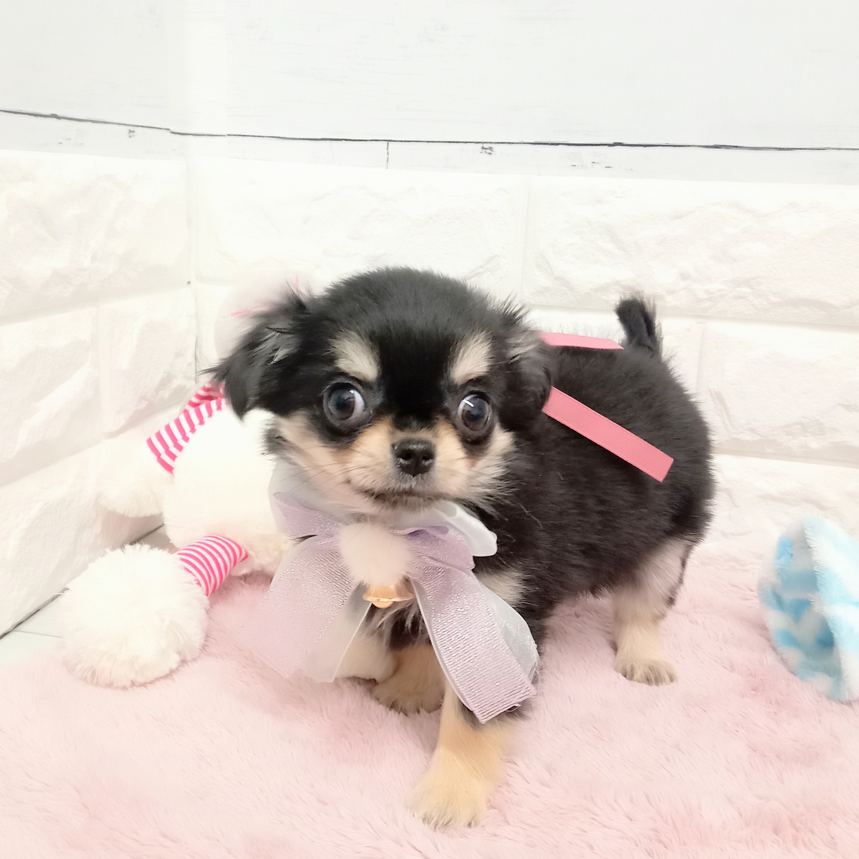 静岡県のチワワ(ロング) (犬の家＆猫の里アミーゴ浜松和田店/2026年2月5日生まれ/女の子/ブラックタン)の子犬の2枚目の画像