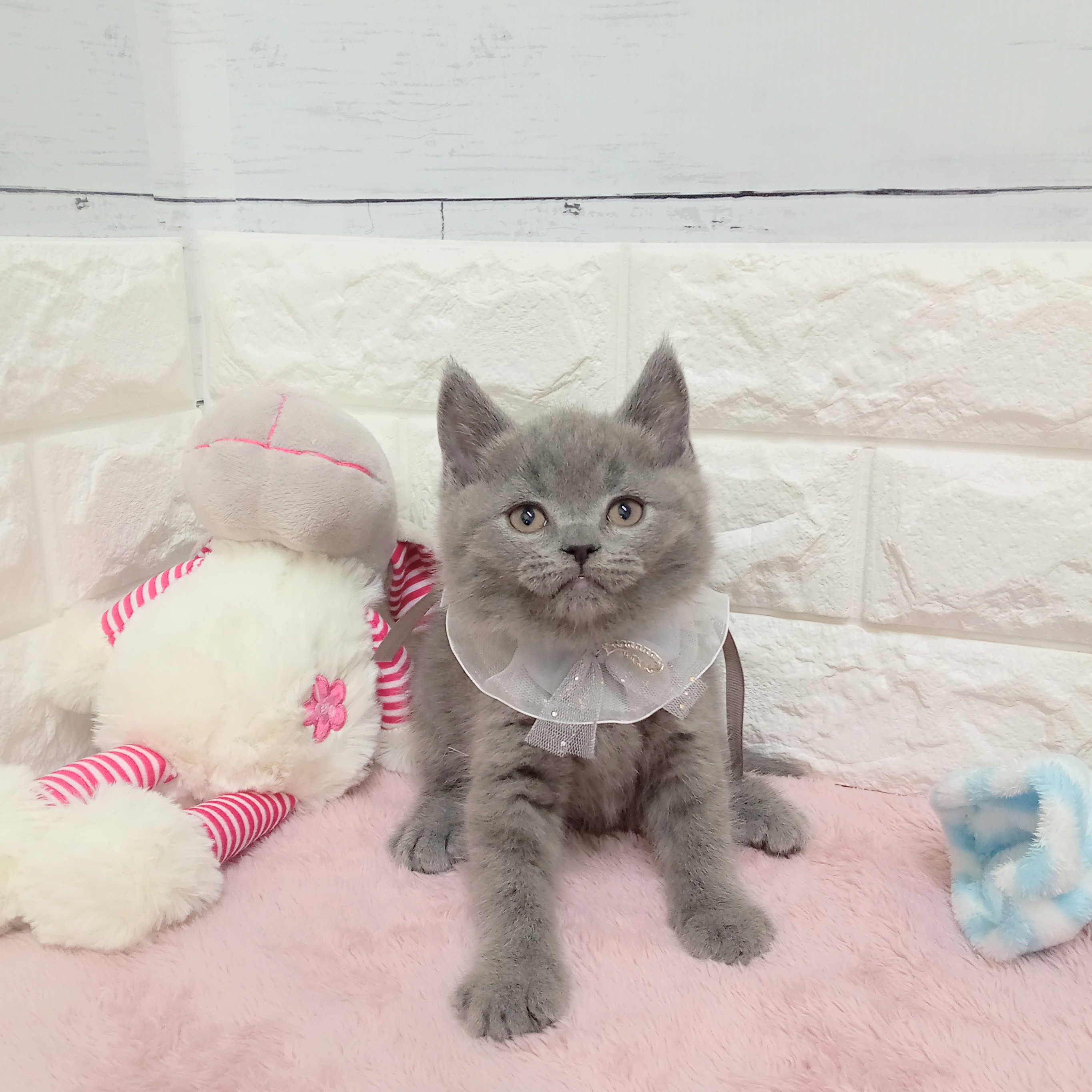 静岡県のブリティッシュショートヘアー (犬の家＆猫の里アミーゴ浜松和田店/2026年2月10日生まれ/男の子/ブルー)の子猫の2枚目の画像