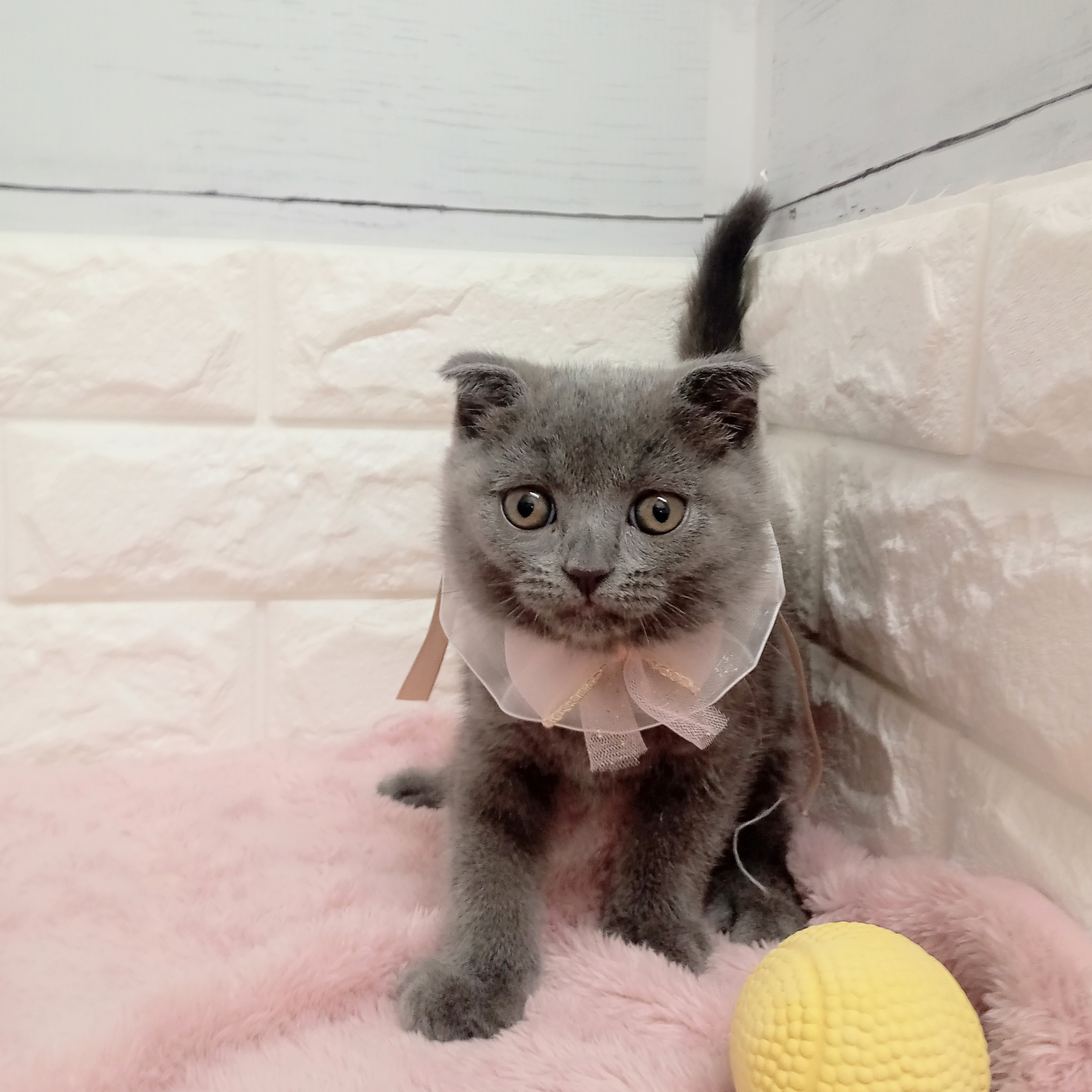 静岡県のスコティッシュフォールド (犬の家＆猫の里アミーゴ浜松和田店/2026年2月6日生まれ/女の子/ブルー)の子猫の2枚目の画像