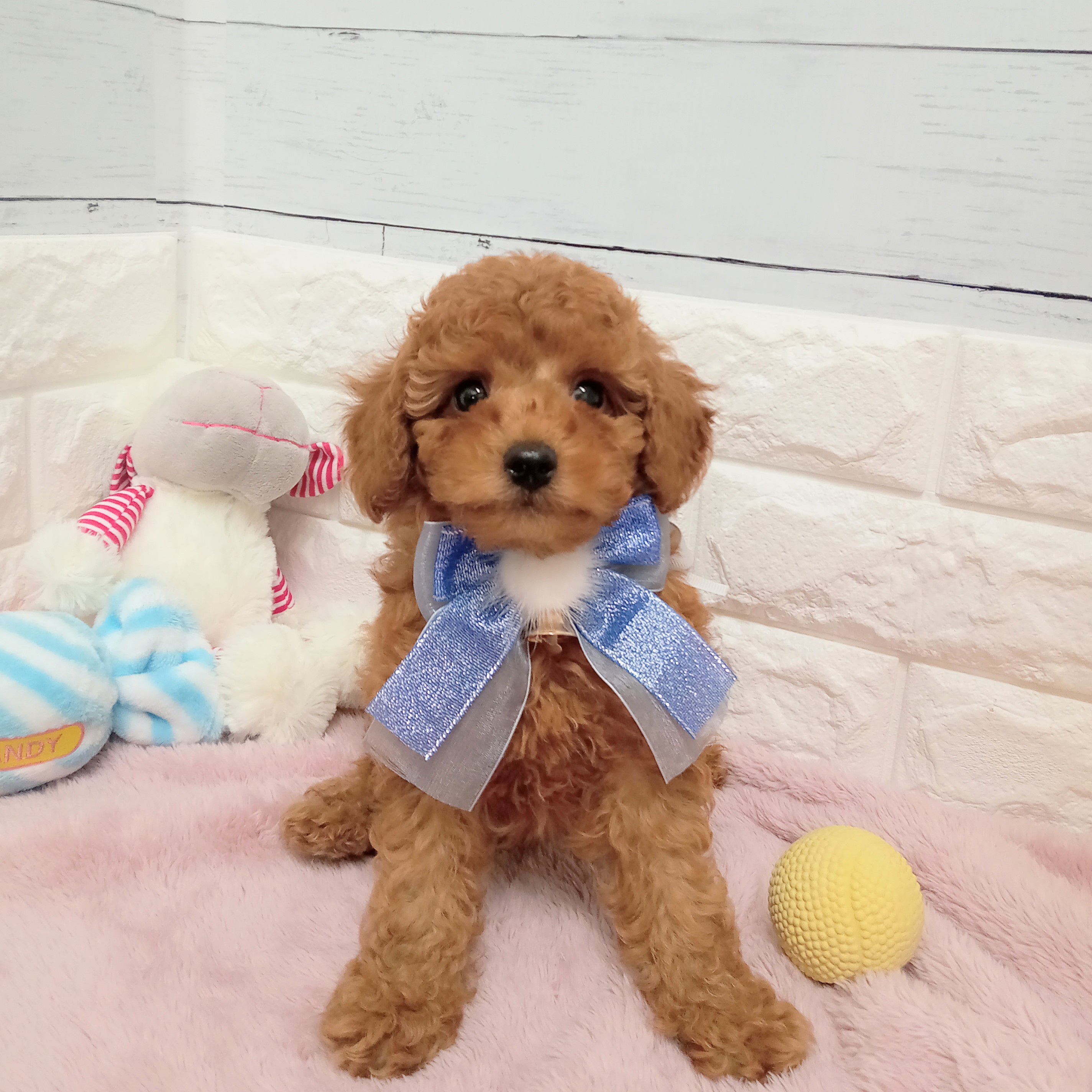 静岡県のトイプードル(トイ) (犬の家＆猫の里アミーゴ浜松和田店/2026年2月9日生まれ/男の子/レッドフォーン)の子犬の2枚目の画像