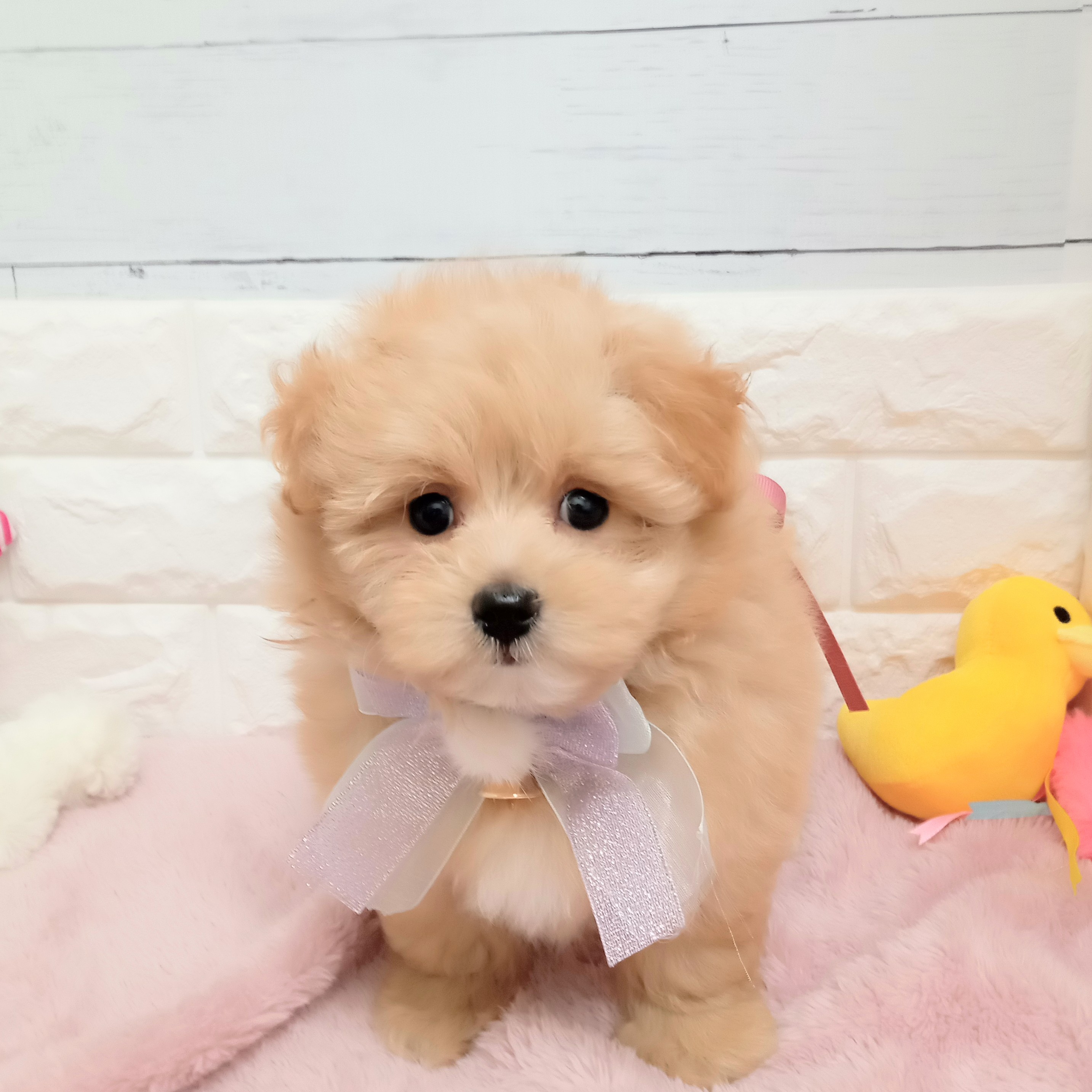 静岡県のポメプー(ポメラニアン×プードル) (犬の家＆猫の里アミーゴ浜松和田店/2026年2月8日生まれ/女の子/クリーム)の子犬の2枚目の画像