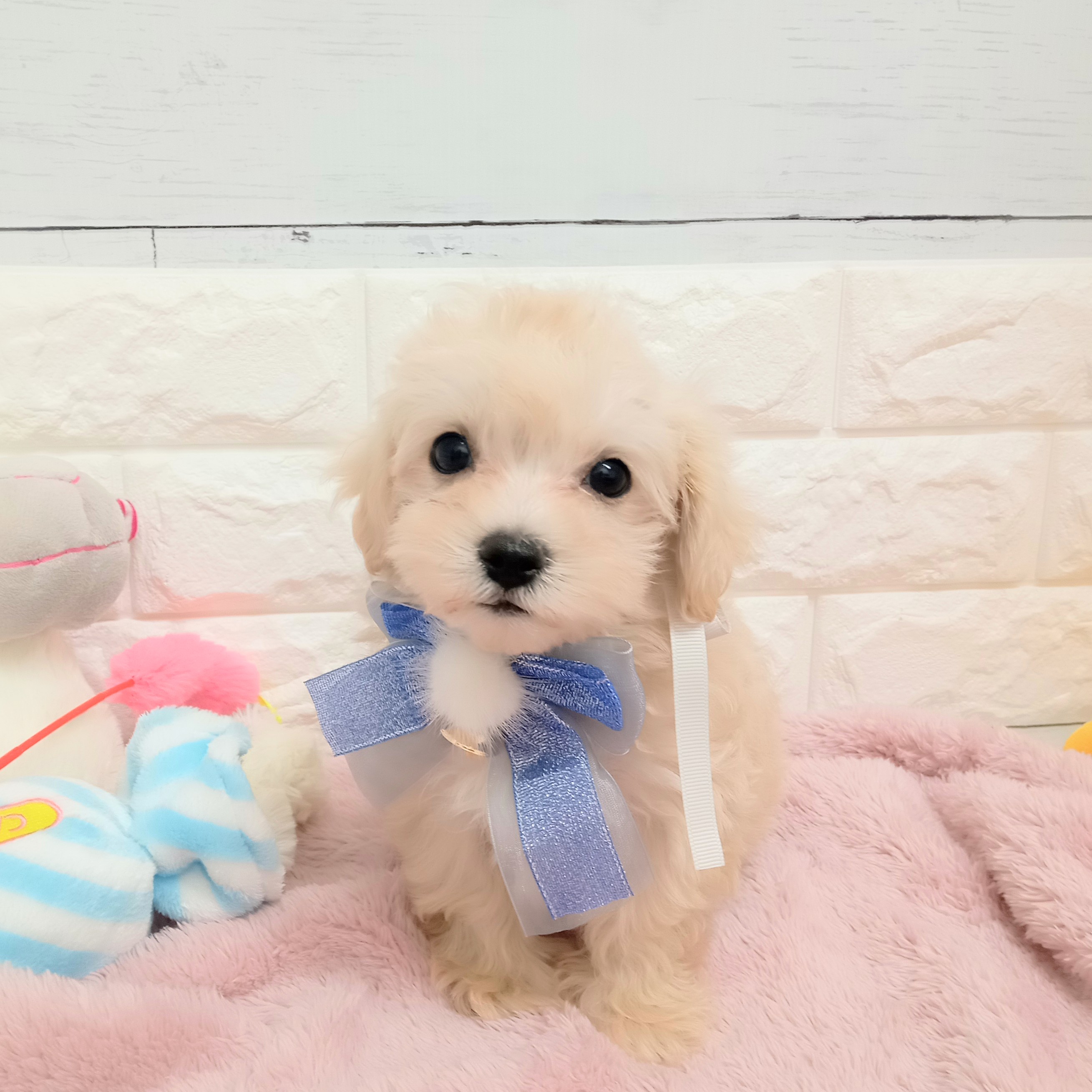 静岡県のマルプー(マルチーズ×プードル) (犬の家＆猫の里アミーゴ浜松和田店/2026年2月8日生まれ/男の子/クリーム)の子犬の2枚目の画像