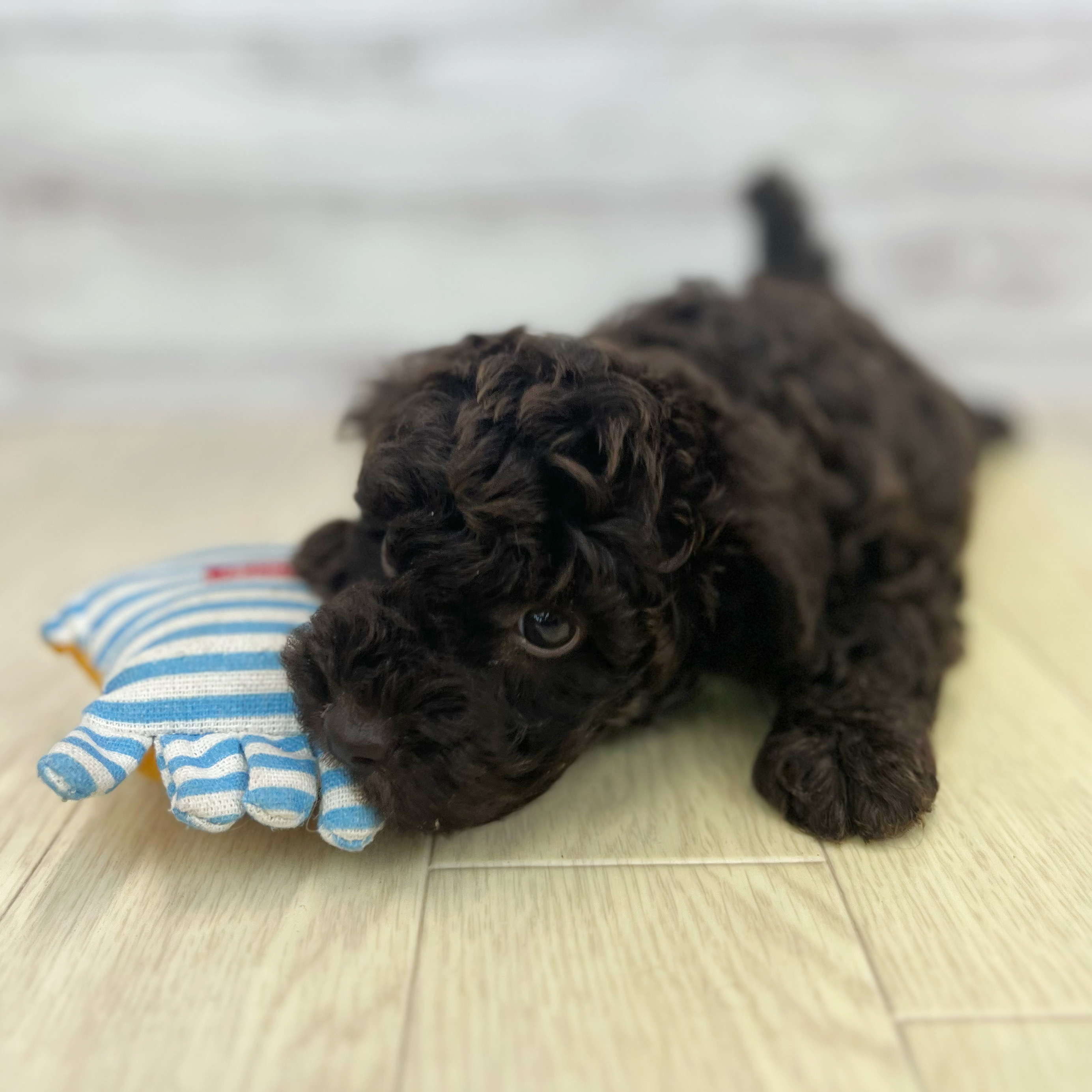 愛知県のトイプードル(トイ) (犬の家＆猫の里春日井本店/2026年5月4日生まれ/男の子/ブラウン)の子犬の1枚目の画像