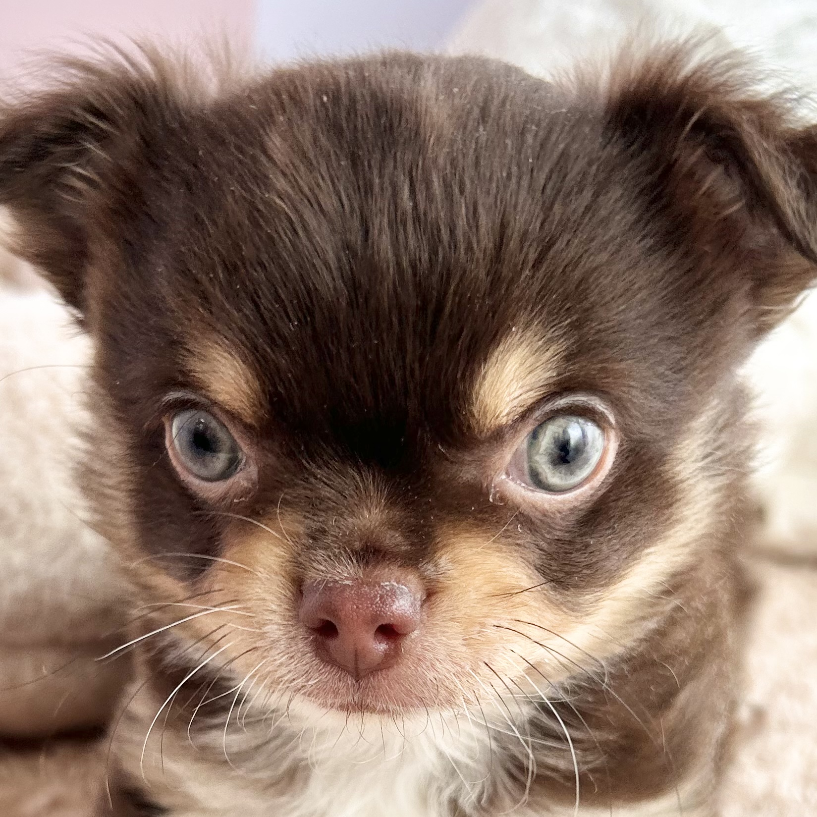 チワワ（ロング）男の子の写真