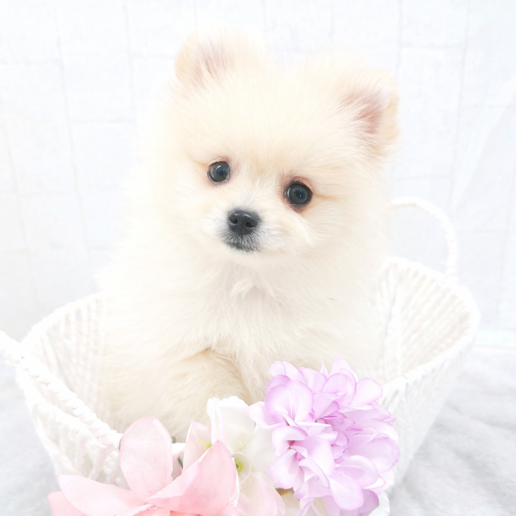 石川県のポメラニアン (犬の家＆猫の里アミーゴ金沢有松店/2025年11月23日生まれ/男の子/クリーム)の子犬の2枚目の画像