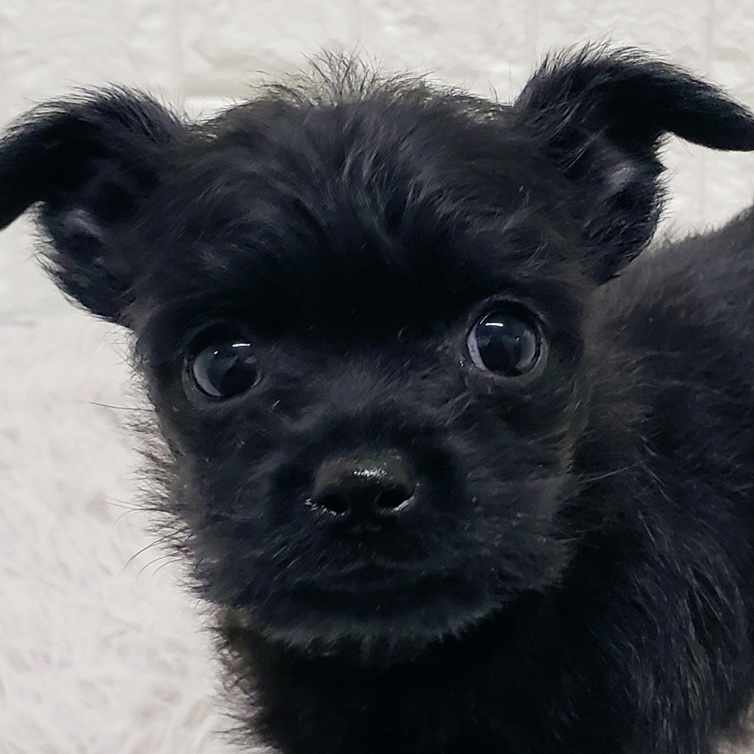 岡山県のハーフ犬・ミックス犬 (犬の家＆猫の里倉敷中庄店/2025年11月29日生まれ/男の子/ブラック)の子犬の1枚目の画像