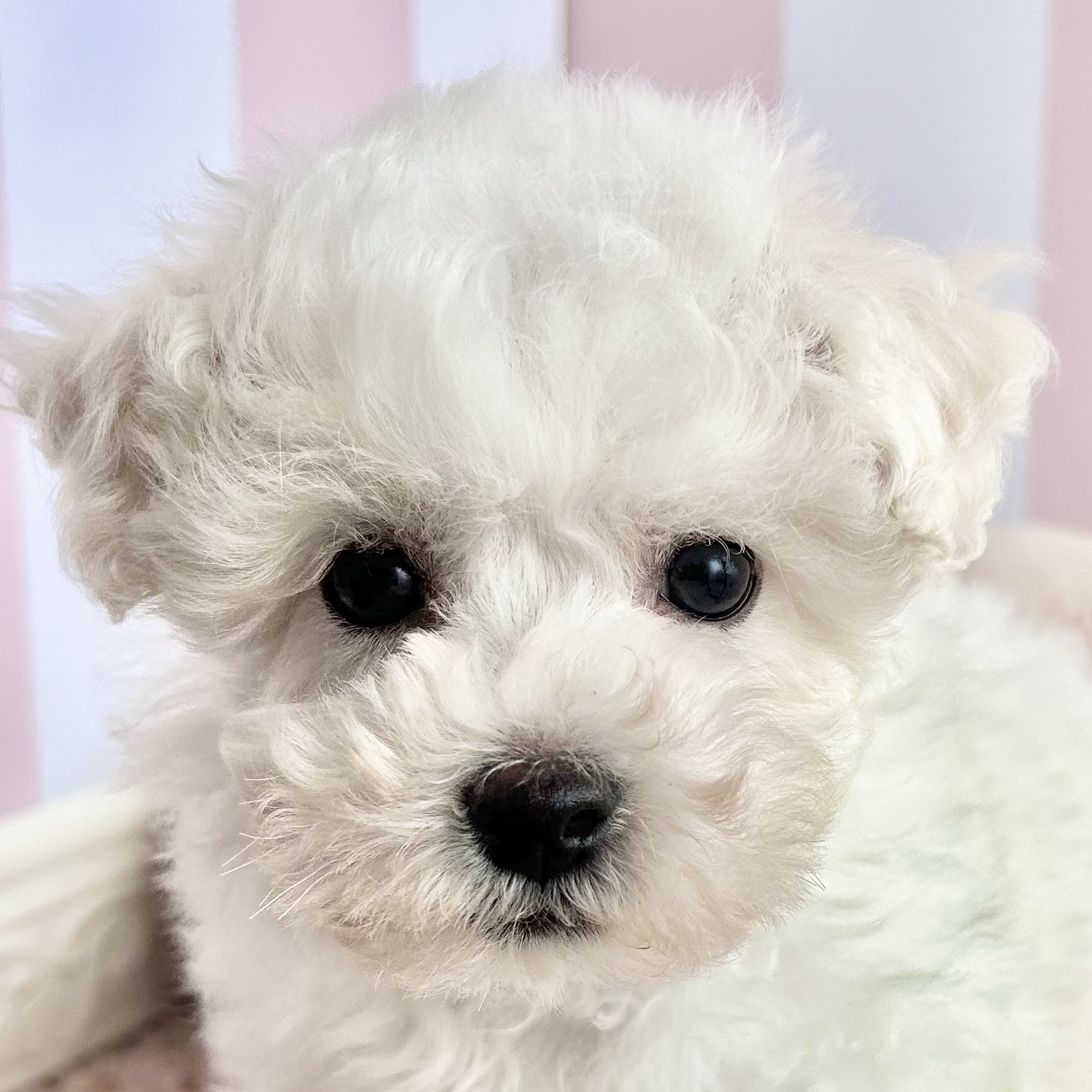 岡山県のビションフリーゼ (犬の家＆猫の里倉敷中庄店/2025年10月18日生まれ/男の子/ホワイト)の子犬の1枚目の画像