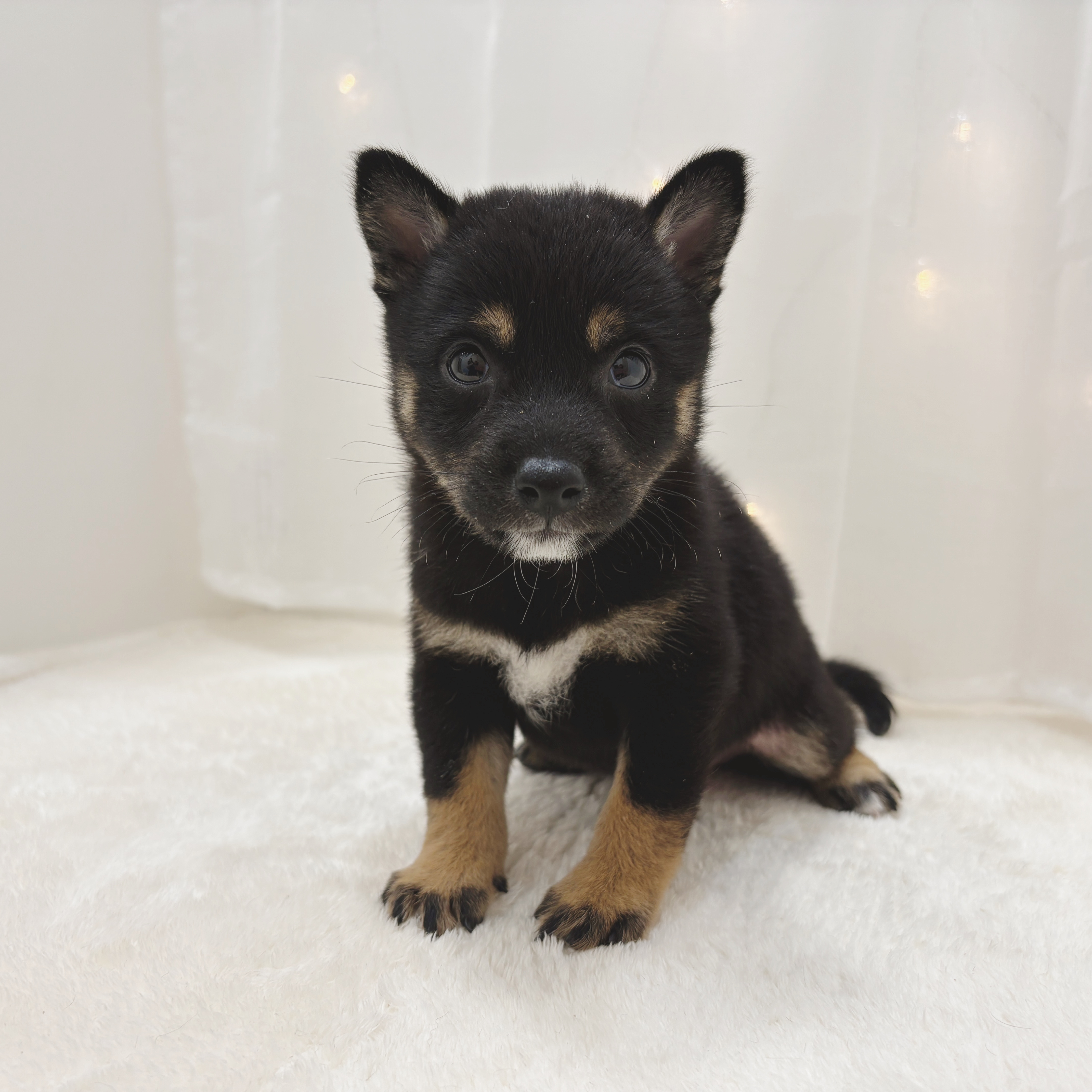 千葉県の豆柴 (犬の家＆猫の里BIGHOPガーデンモール印西店/2025年7月1日生まれ/女の子/黒)の子犬の2枚目の画像